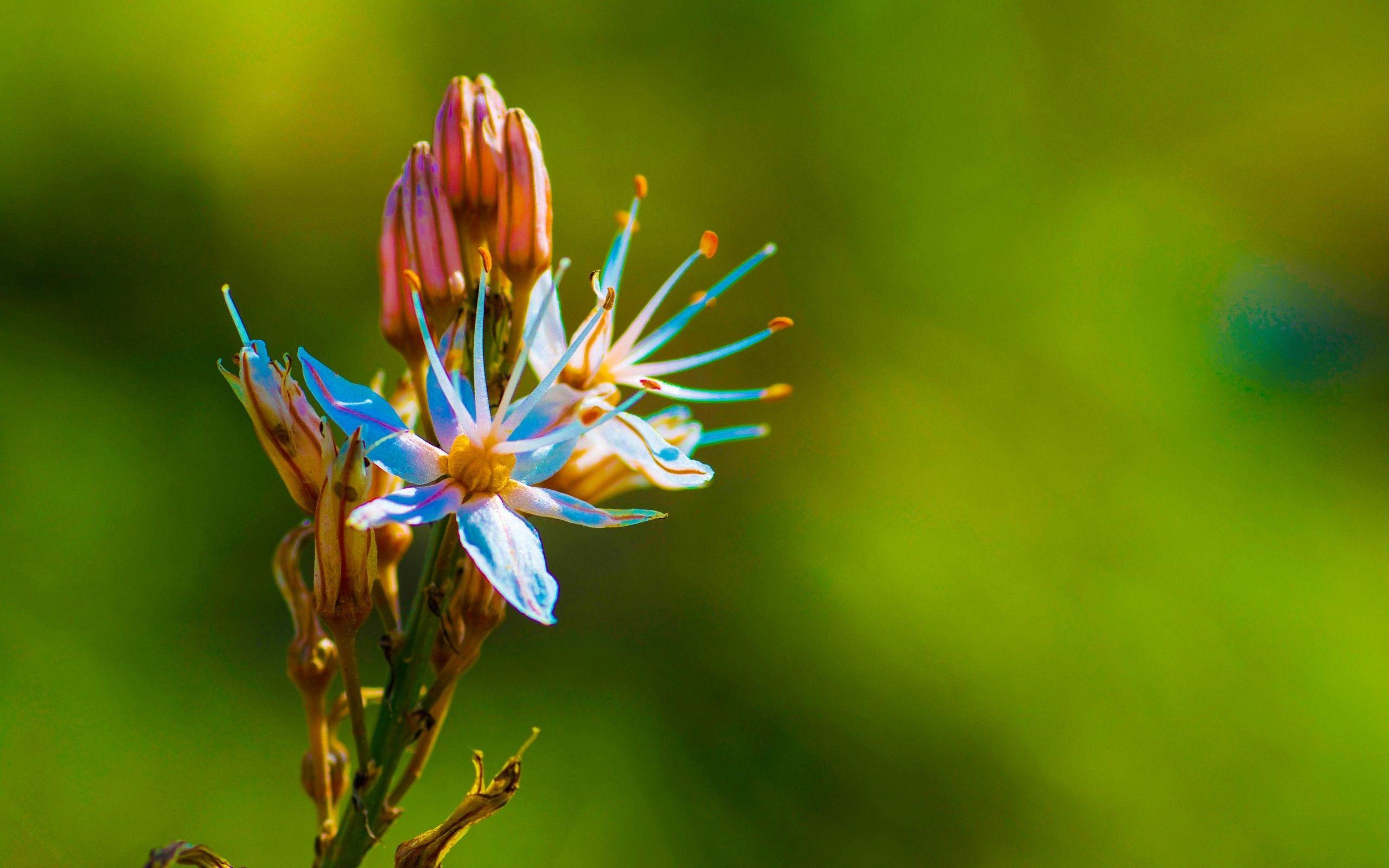 2560x1600 Exotic Flowers Wallpaper