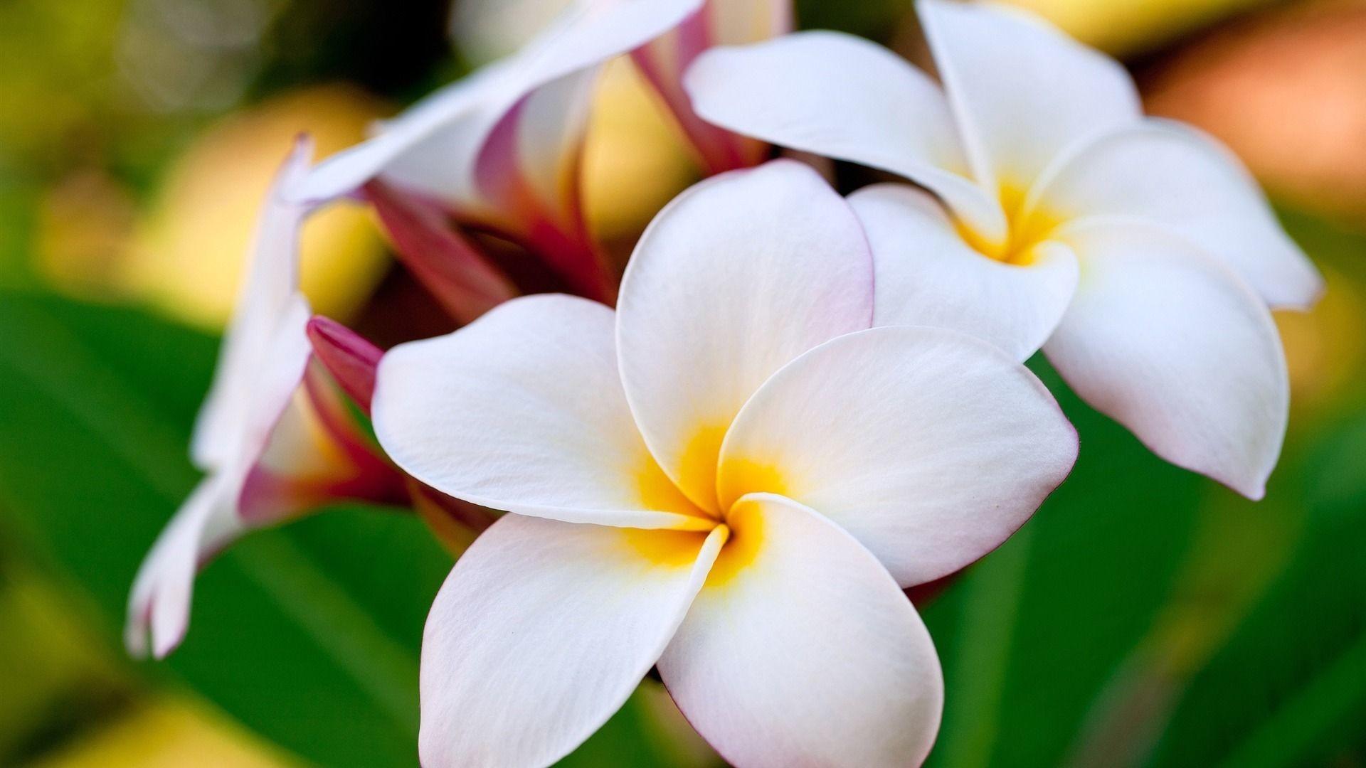 1920x1080 Hawaiian Flowers Wallpaper