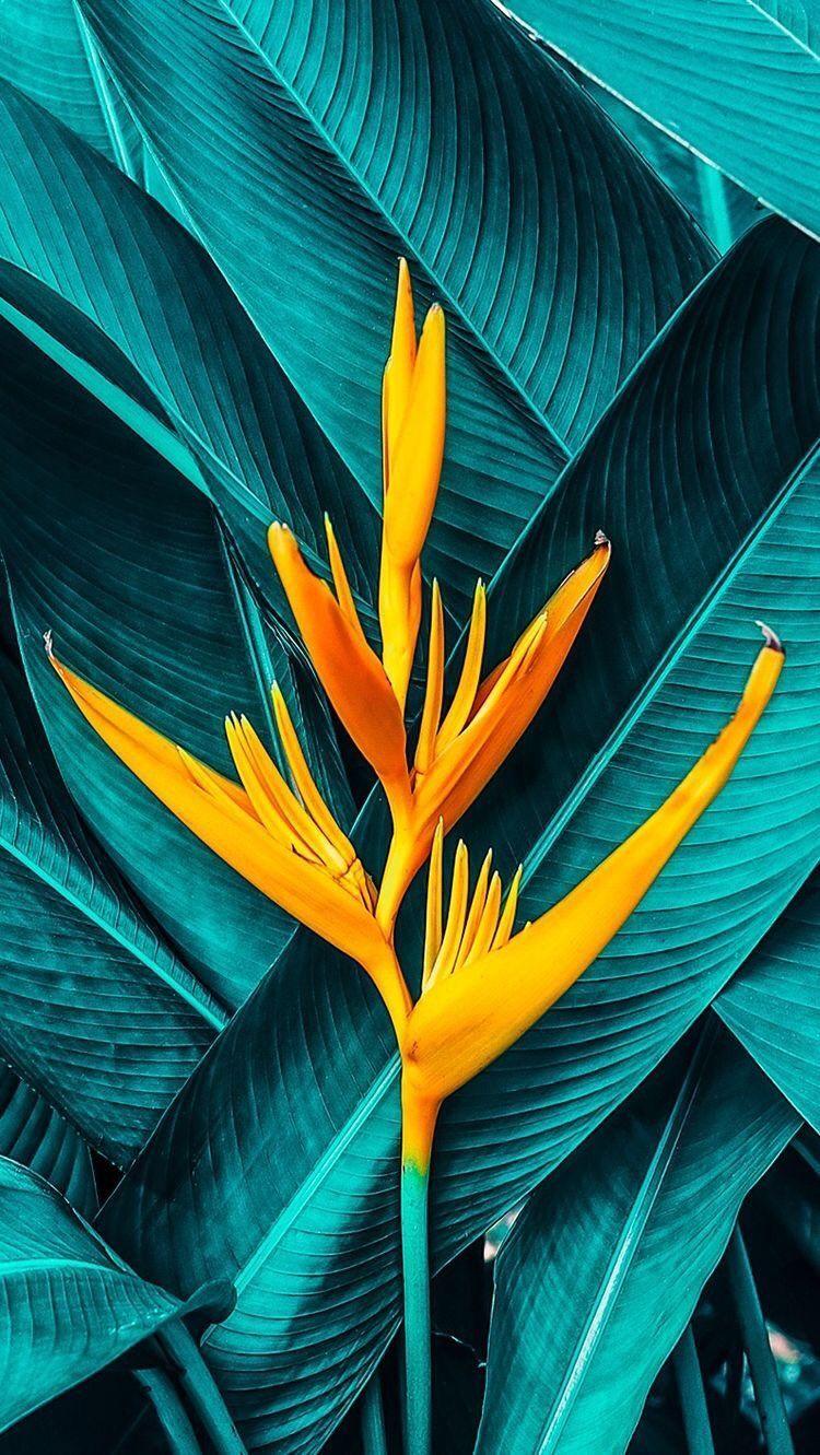 750x1331 Tropical Plant Wallpaper
