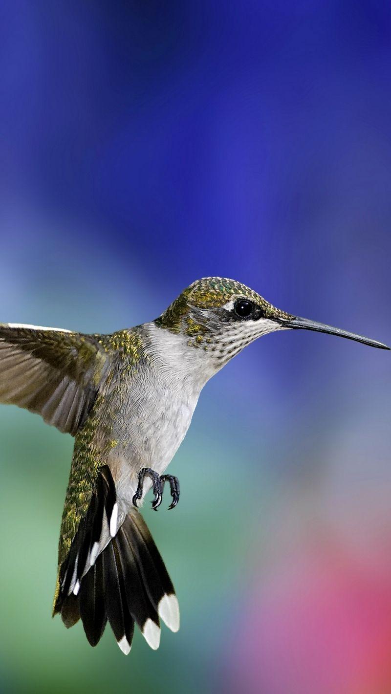 800x1420 Download wallpaper 800x1420 hummingbird, bird, flapping wings