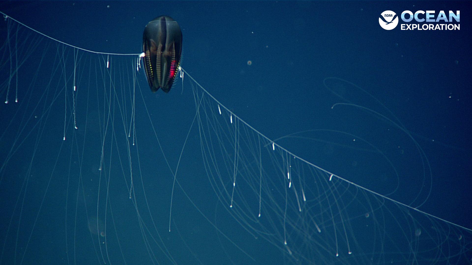 1920x1080 Multimedia: Desktop Wallpaper: NOAA Ocean Exploration