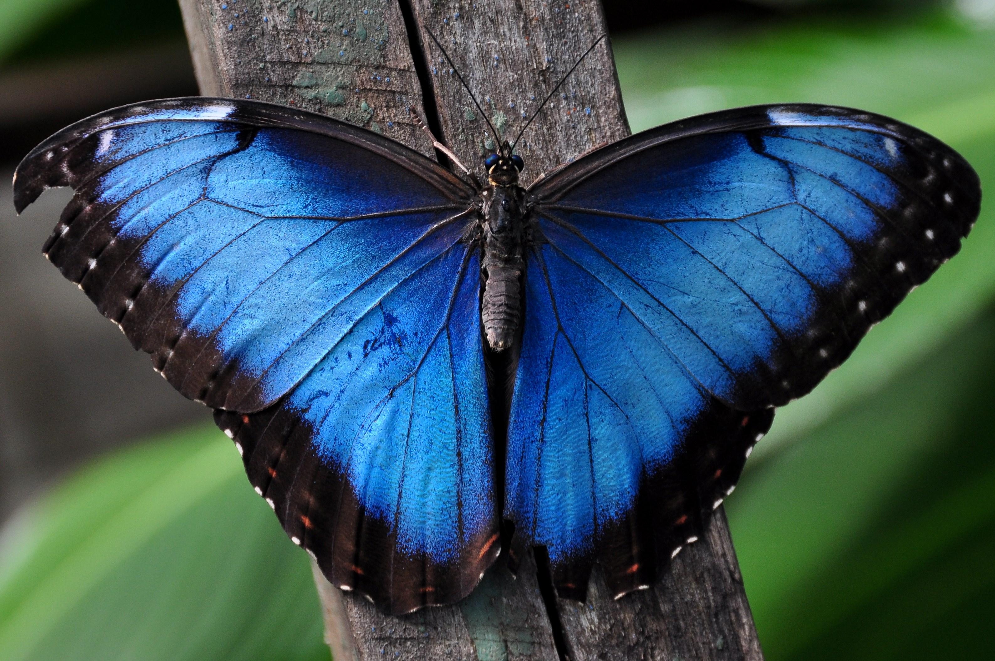 3175x2109 blue and black butterfly Gallery HD Wallpaper