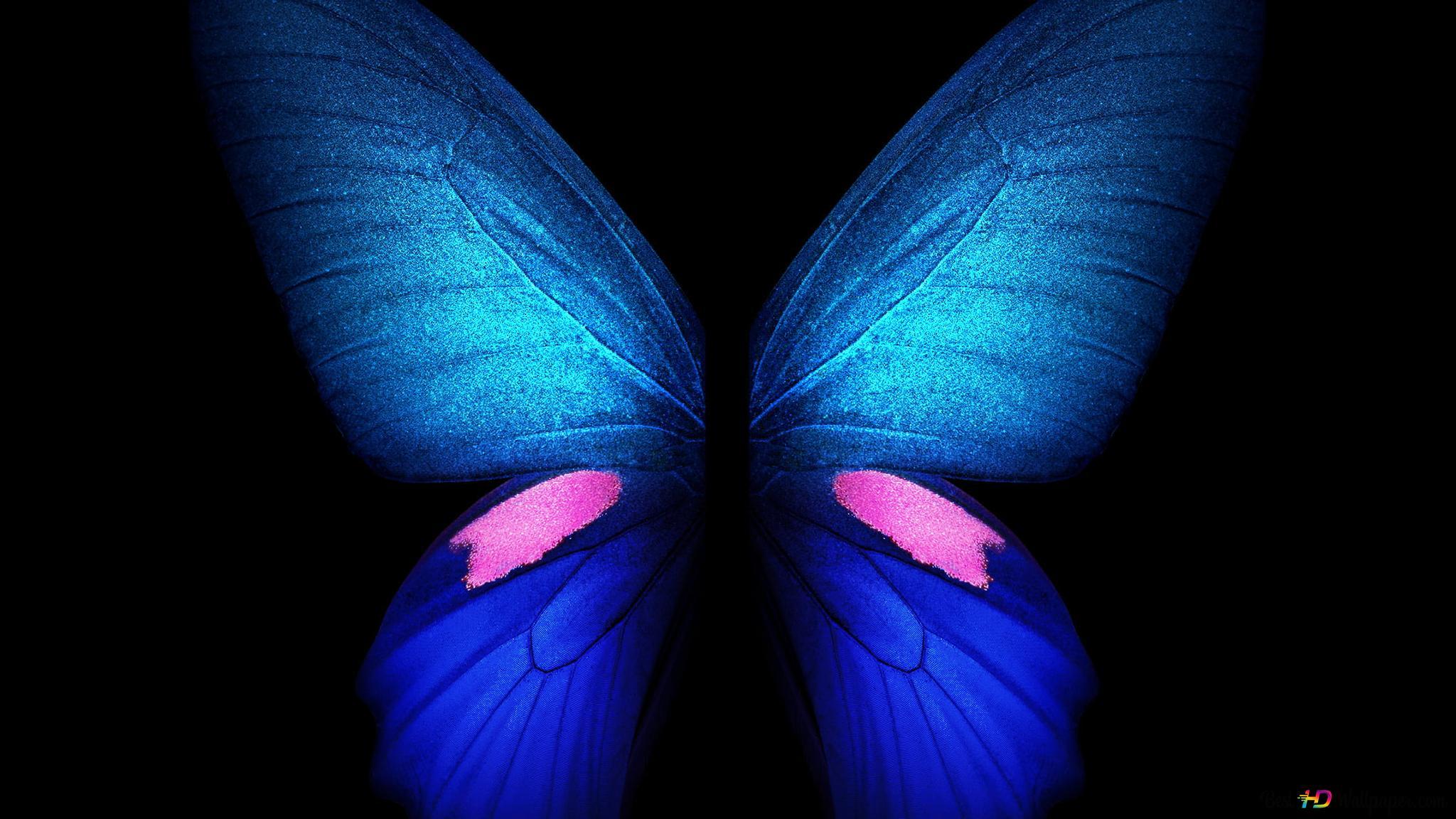 2048x1152 Black background blue front butterfly 2K wallpaper download