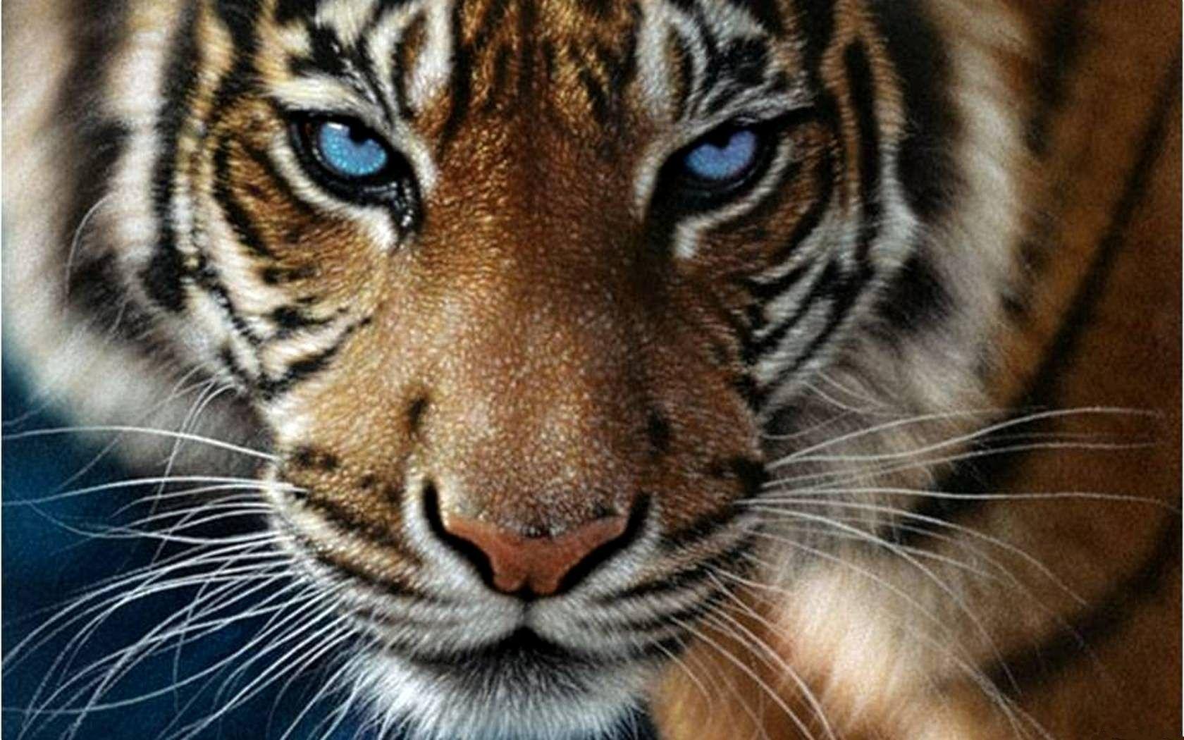 1680x1050 Tiger Eyes Wallpaper
