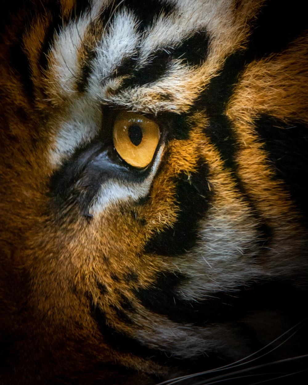 1000x1250 Tiger Eye Picture. Download Free Image