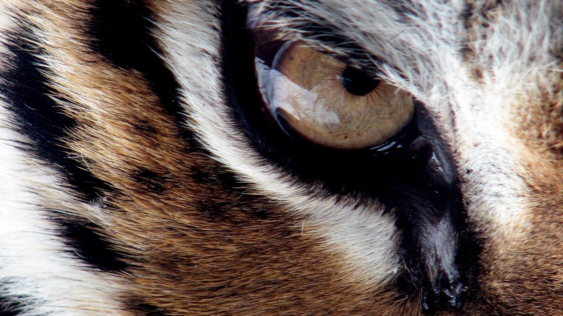 1920x1080 Angry Lion Eyes Wallpaper
