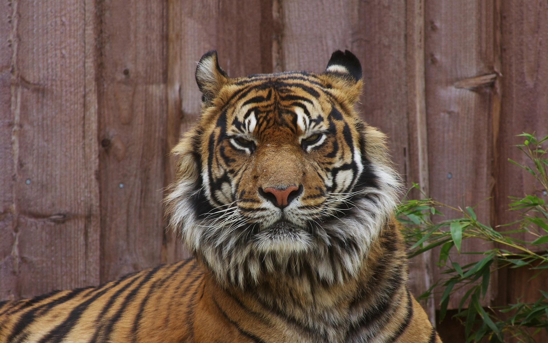 1920x1200 Tiger angry eyes
