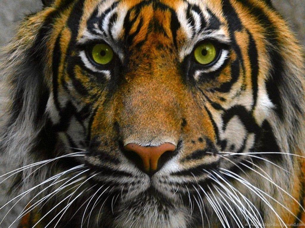 1024x768 Tiger Eyes Wallpaper