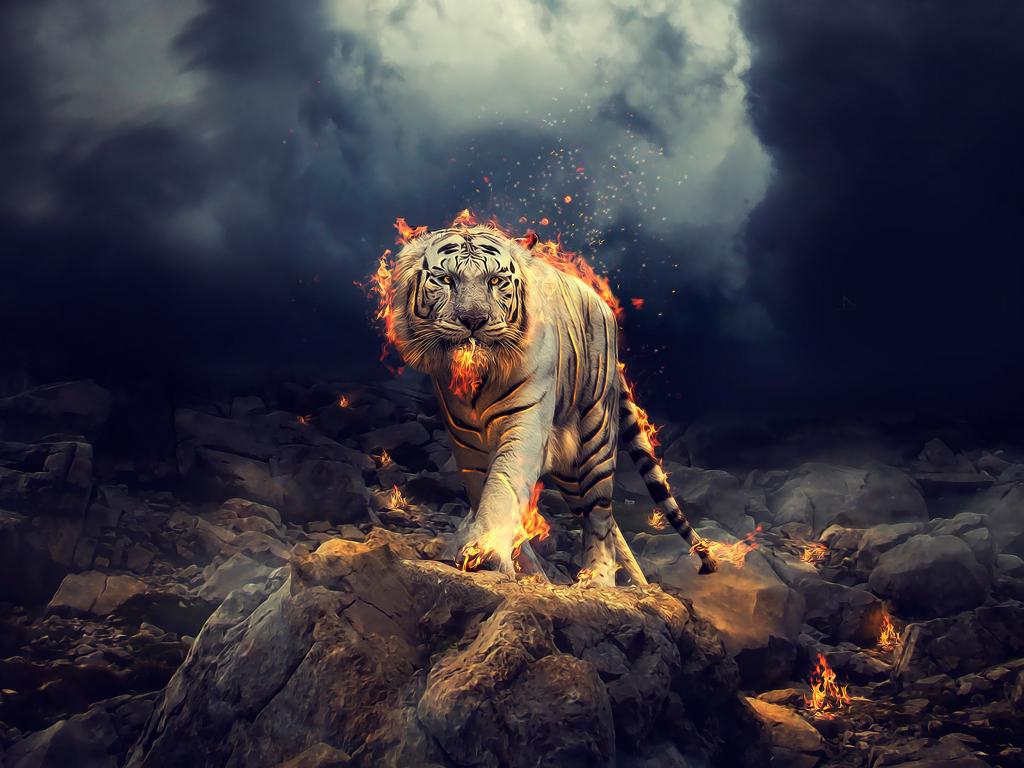 1024x768 Wallpaper angry, raging, white tiger desktop wallpaper, HD image, picture, background, 00b155