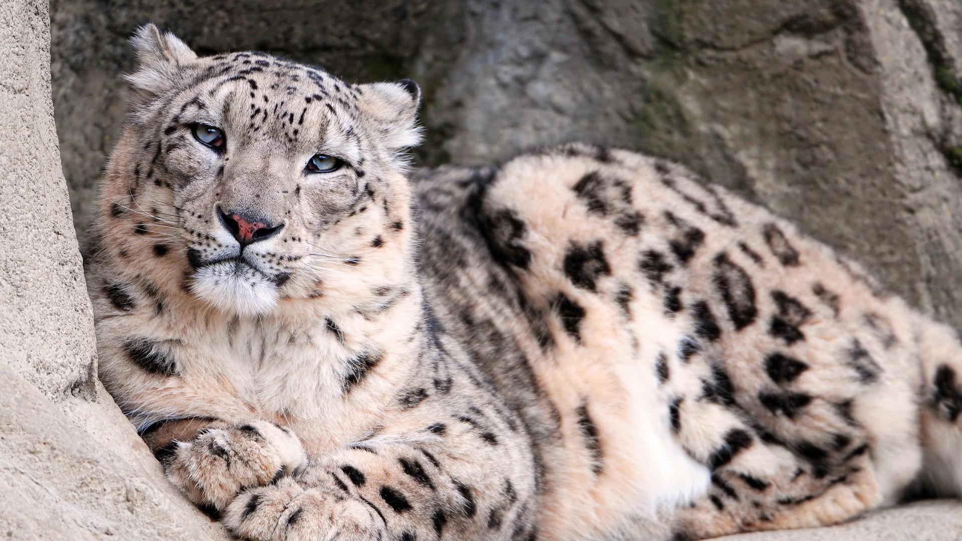 1920x1080 Mac Os X Snow Leopard Wallpaper HD