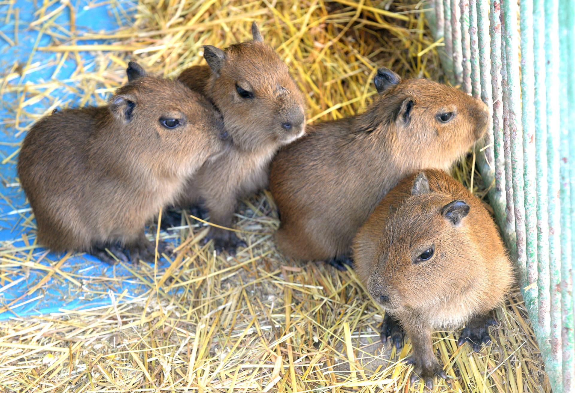 Baby Capybara Wallpapers - Top Free Baby Capybara Backgrounds ...