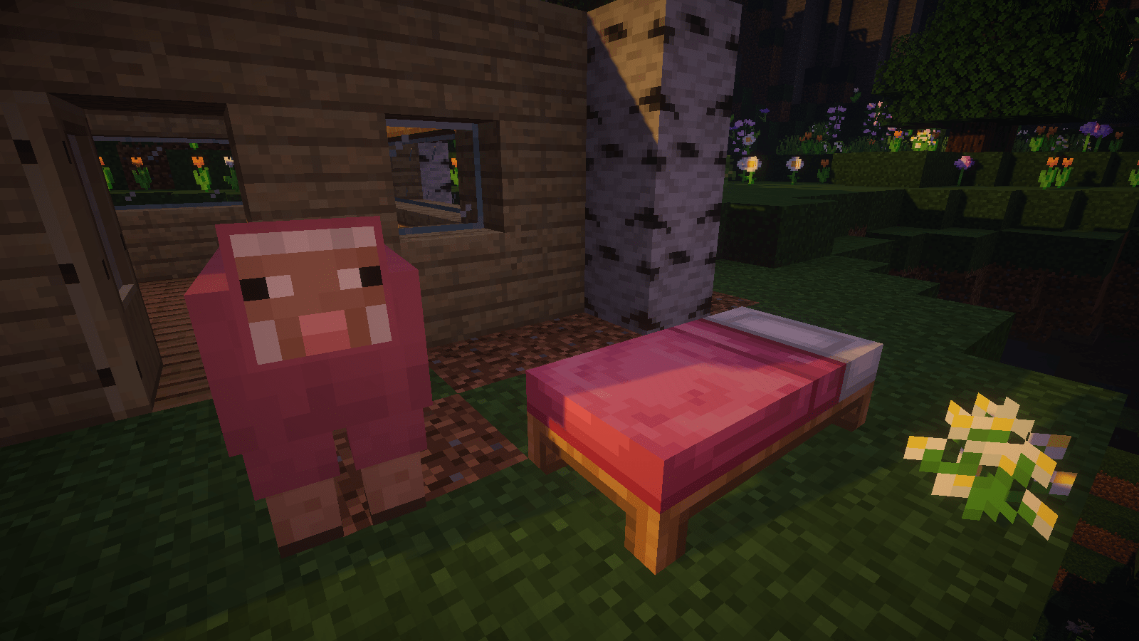 1600x900 Pink™ Beds, wool sourced directly from humanely sheared pink sheep