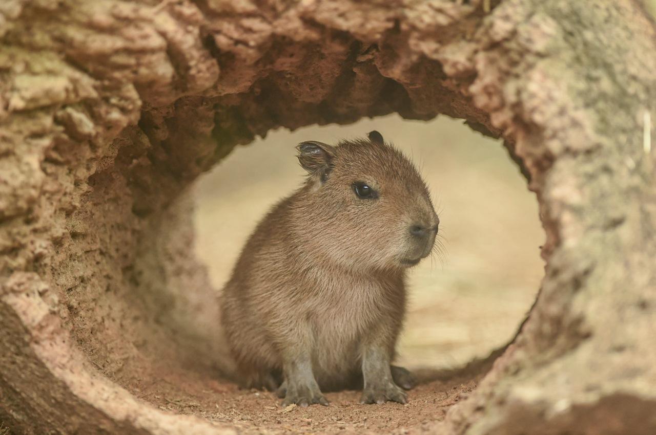 baby-capybara-wallpapers-top-free-baby-capybara-backgrounds