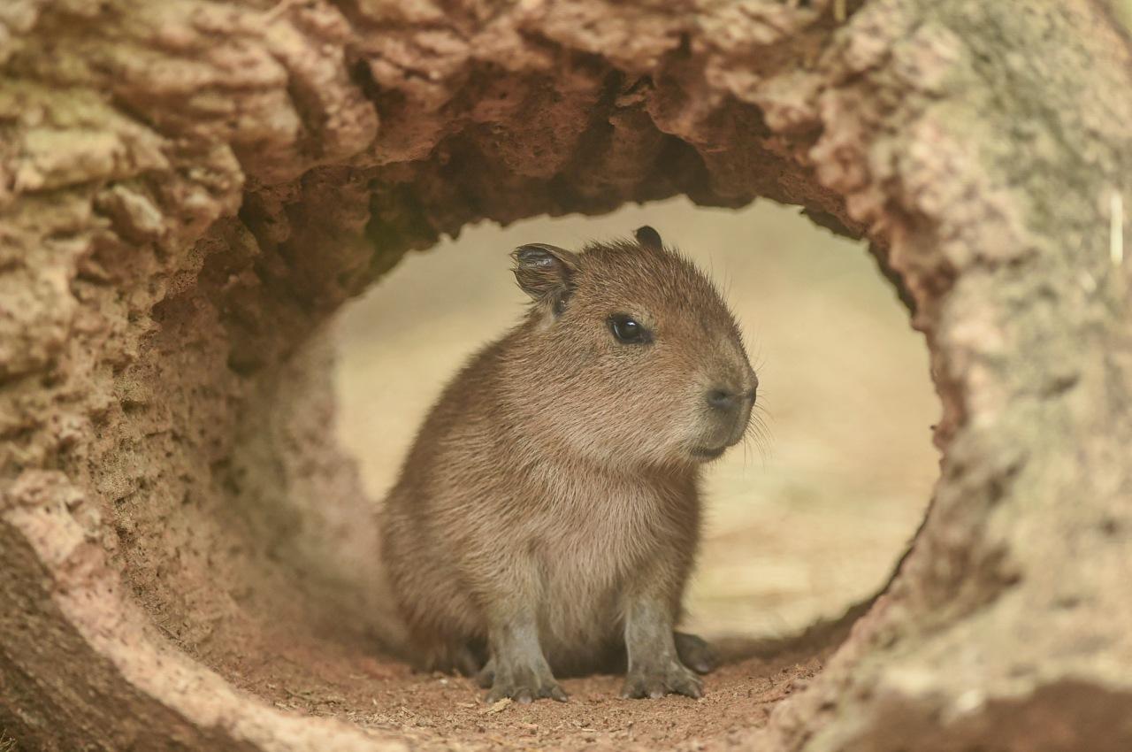 Baby Capybara Wallpapers Top Free Baby Capybara Backgrounds 