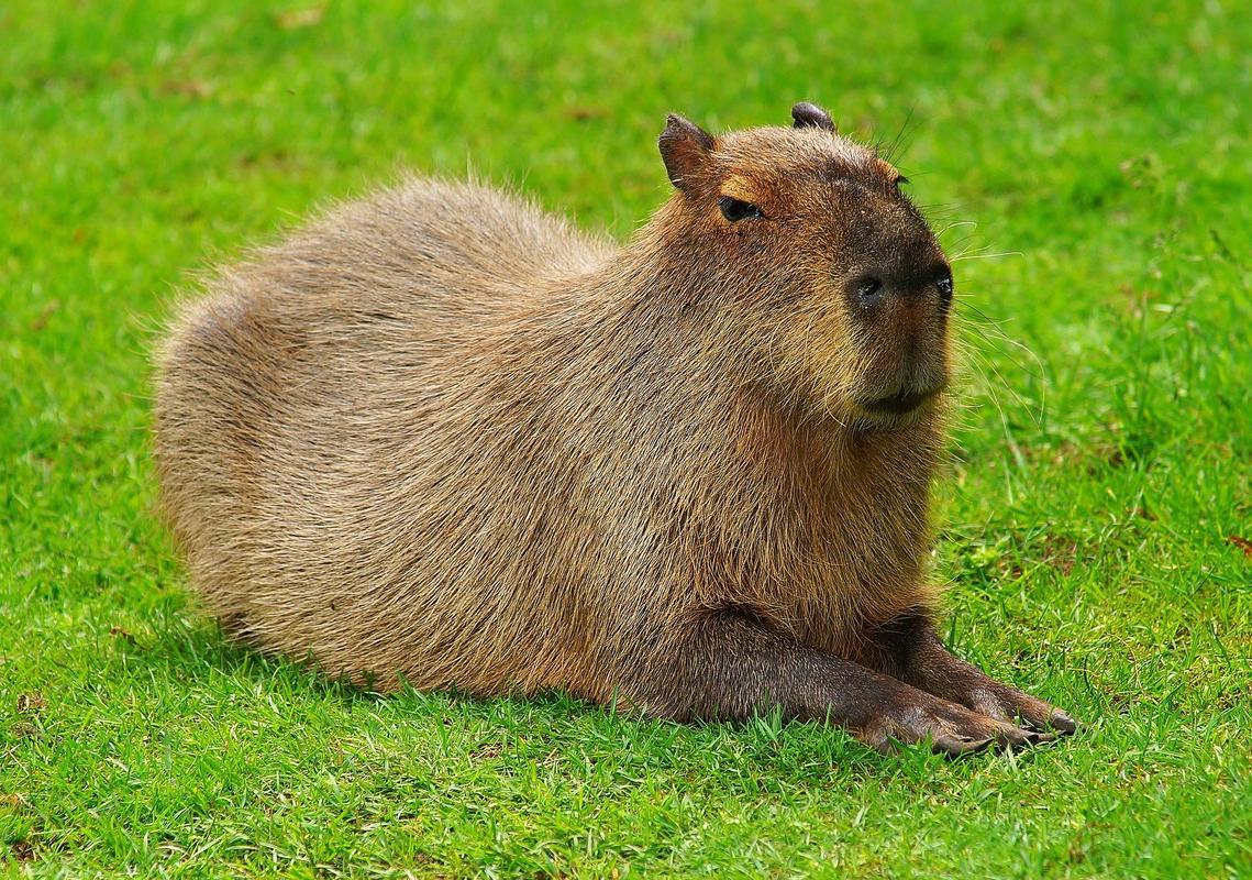 1139x800 Capybara Wallpaper