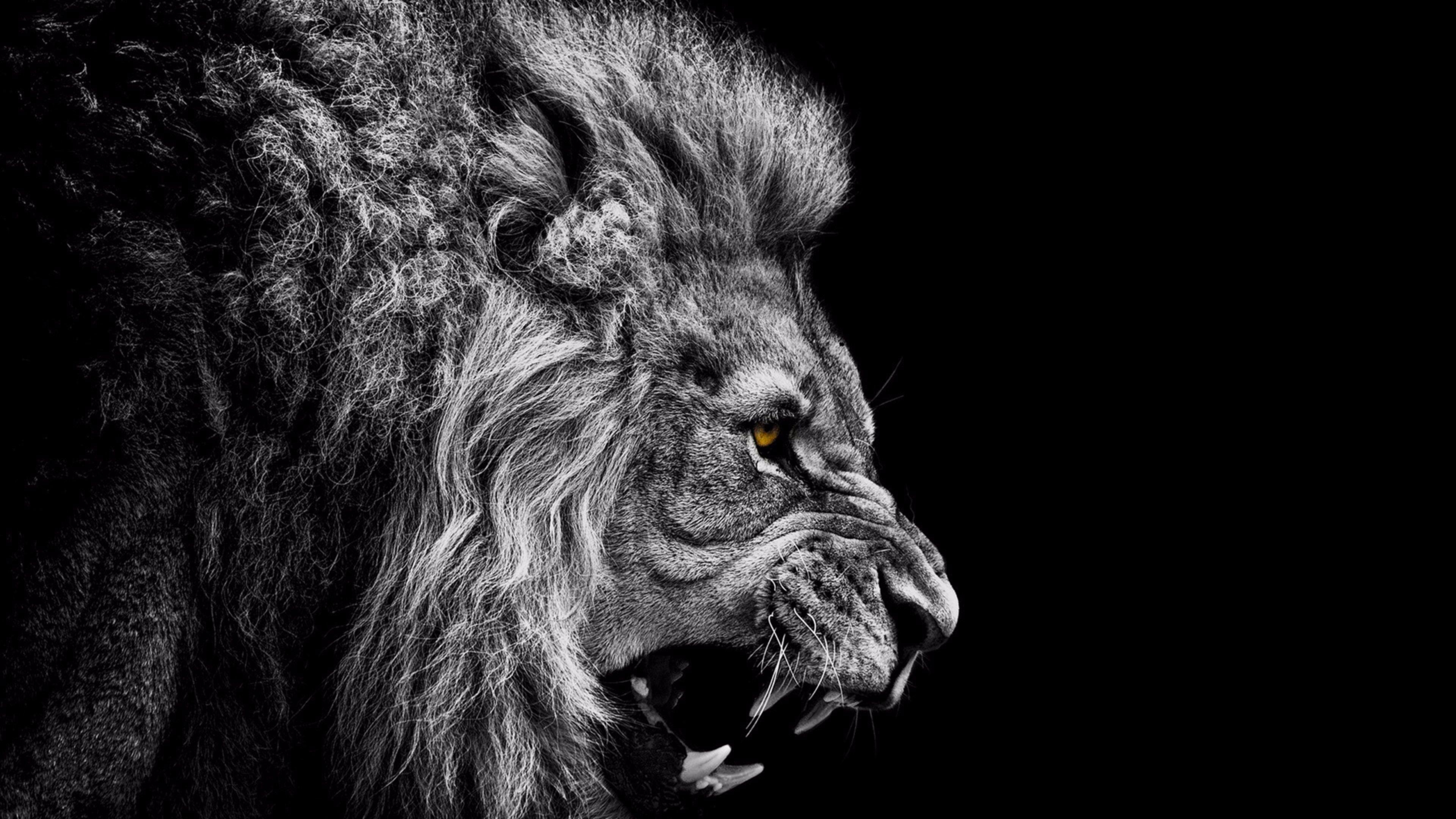 3840x2160 Lion Wallpaper HD