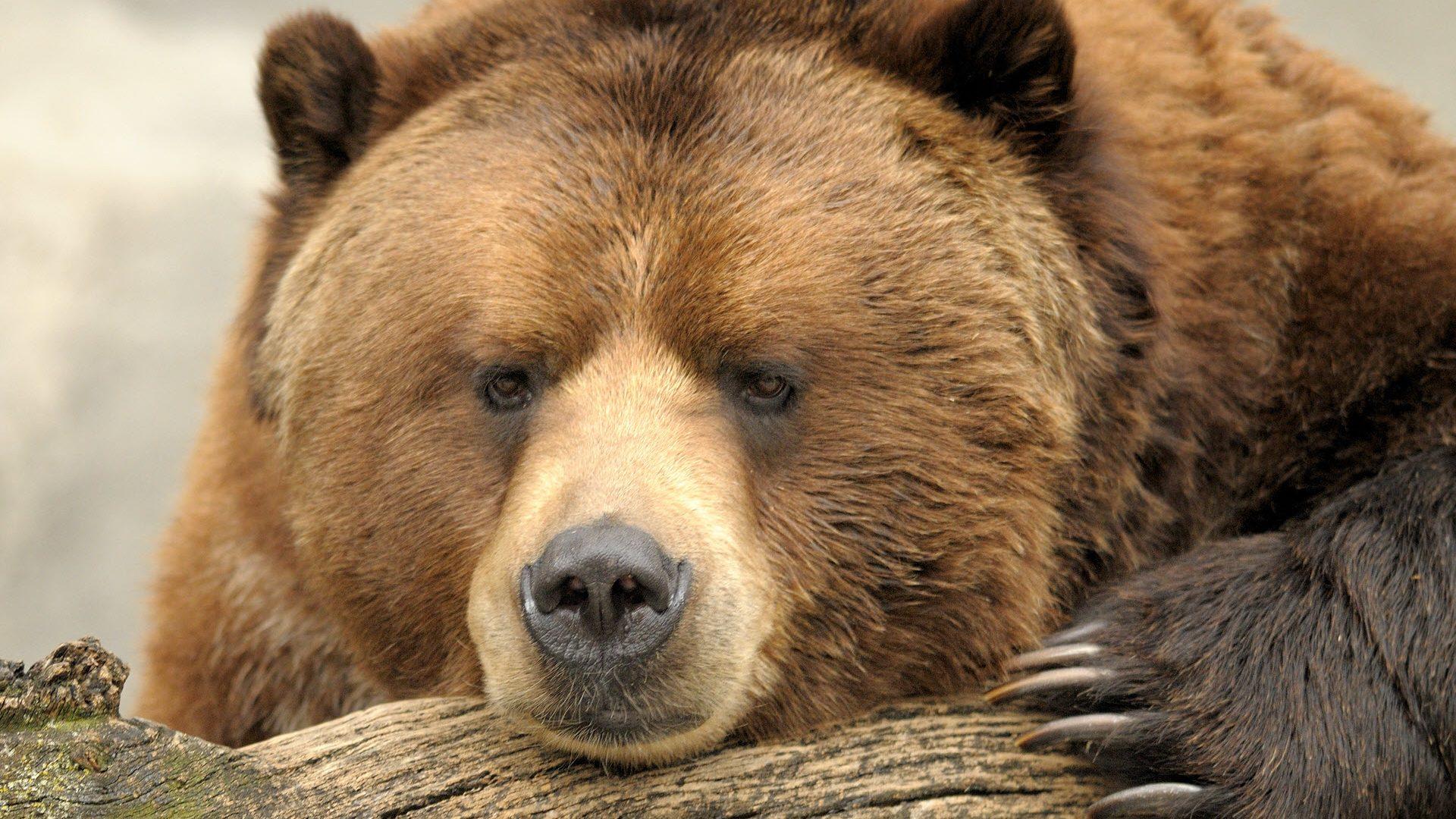 1920x1080 Stocks Cross the Line Into 'Bear Market' as Inflation Worries Peak Before Pivotal Fed Meeting