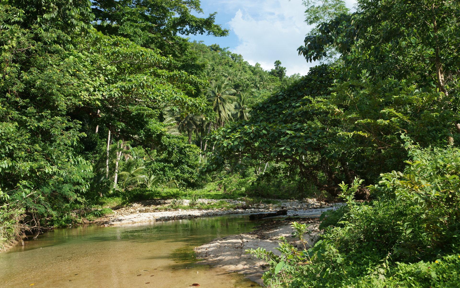 1920x1200 Jungle vegetation wallpaper