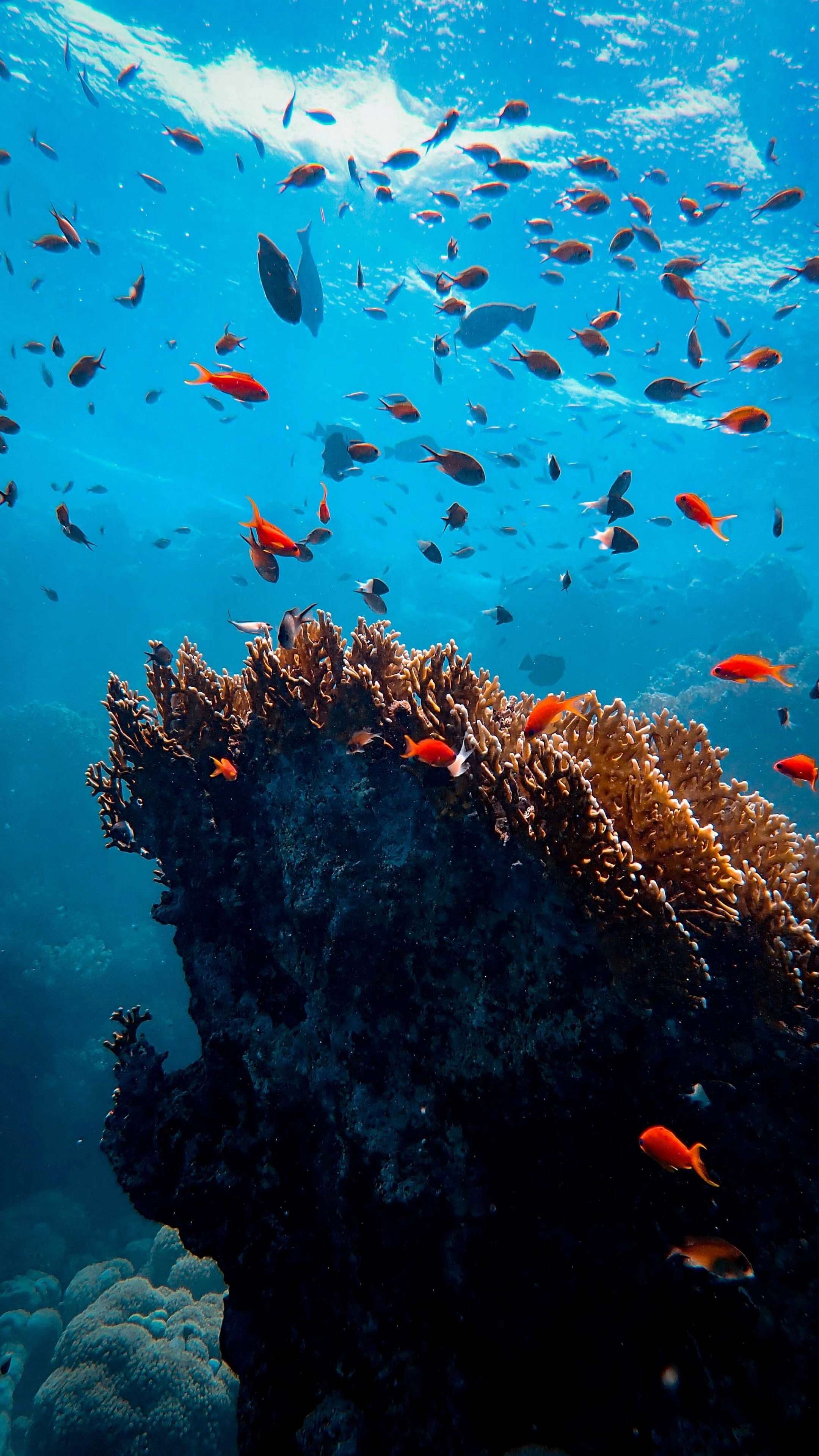 2160x3840 Marine Life 4K Phone Wallpaper