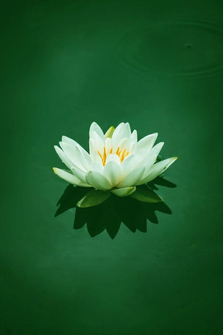 736x1104 Lotus Wallpaper Discover more background, buddha, flower, full hd, high resolution wallpaper.. Lotus wallpaper, High resolution wallpaper, Wallpaper