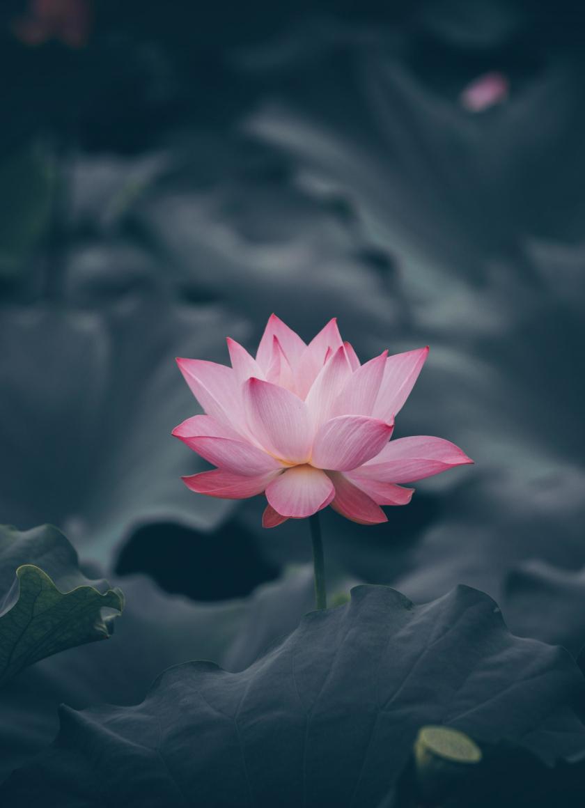 840x1160 Download wallpaper 840x1160 pink lotus, flower, bloom, iphone iphone 4s, ipod touch, 840x1160 HD background, 25554