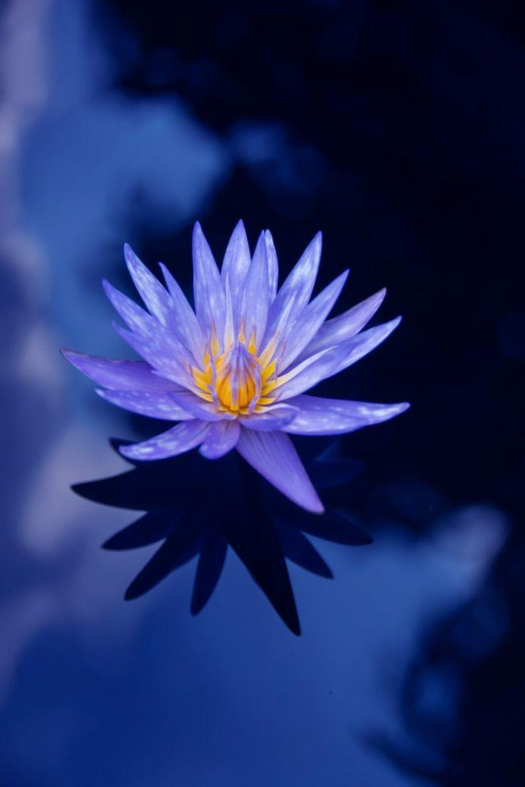 736x1104 Lotus Wallpaper Discover more Background, buddha, flower, Full HD, high resolution wallpaper.. Nature image flowers, Lotus wallpaper, Flower image