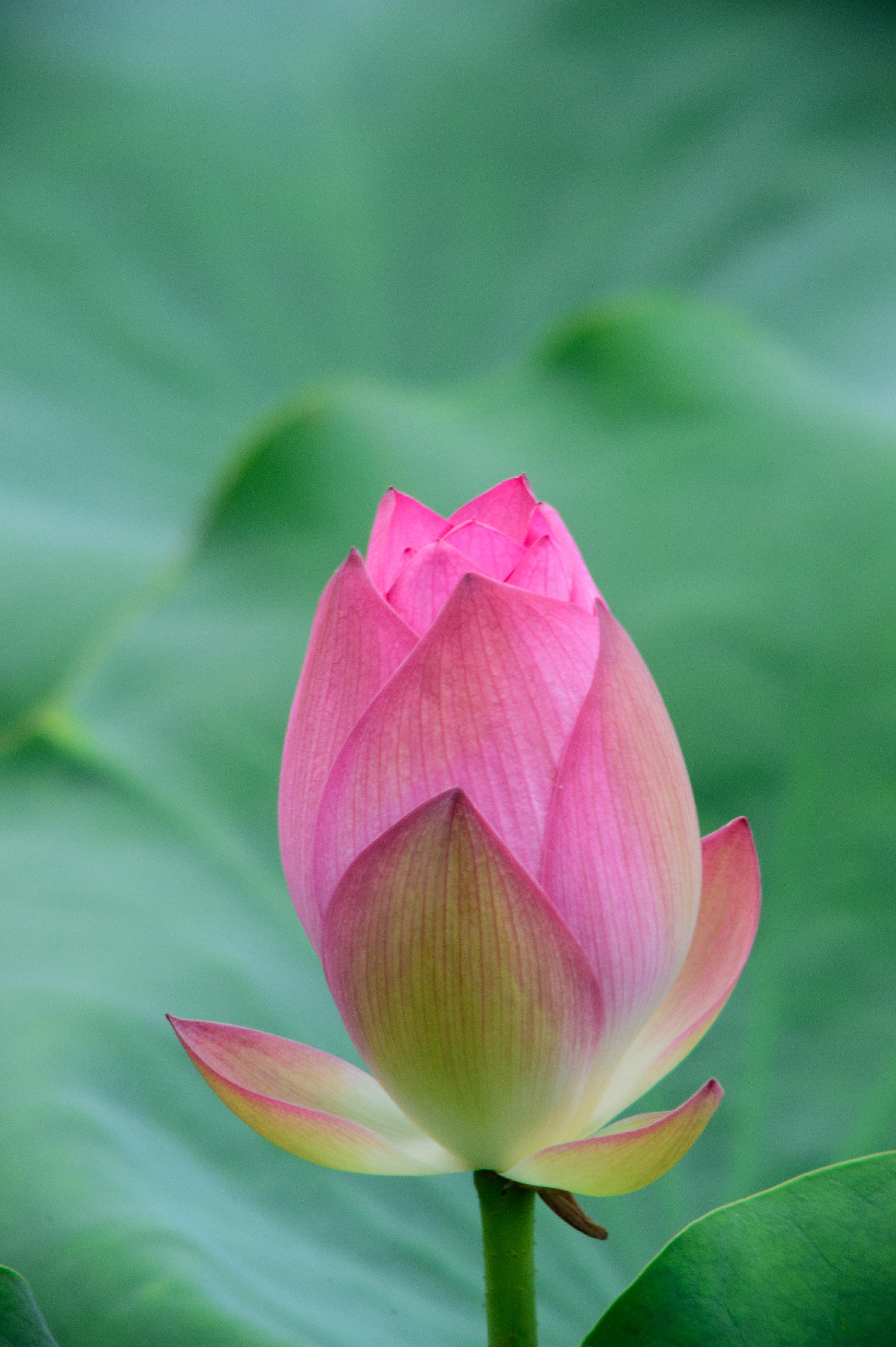 3280x4928 Lotus Flower Photo, Download The BEST Free Lotus Flower & HD Image