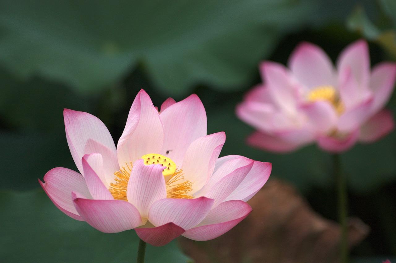 1280x852 Lotus Pink Bloom