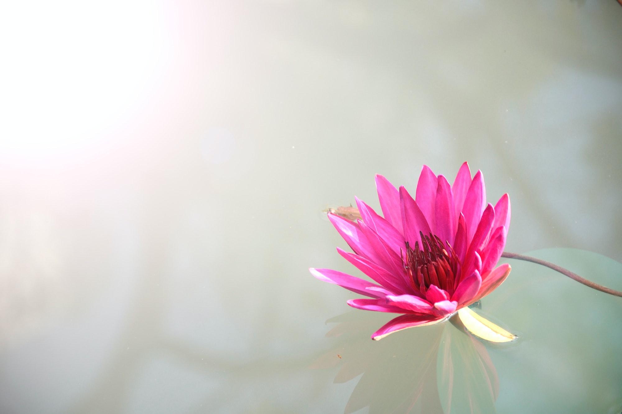 2000x1333 Best Lotus Photo · 100% Free Downloads
