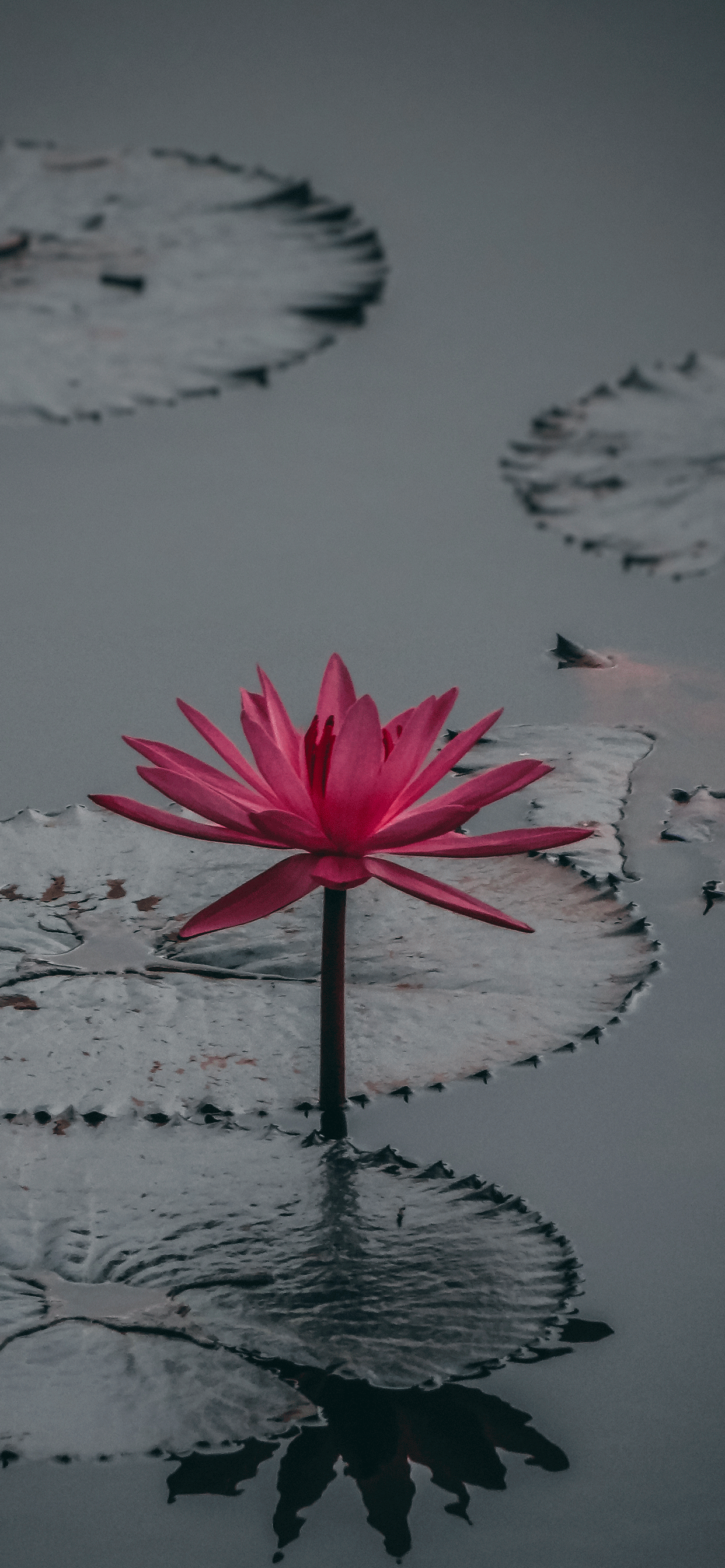 1242x2688 Lotus flower Wallpaper for iPhone Pro Max, X, 6