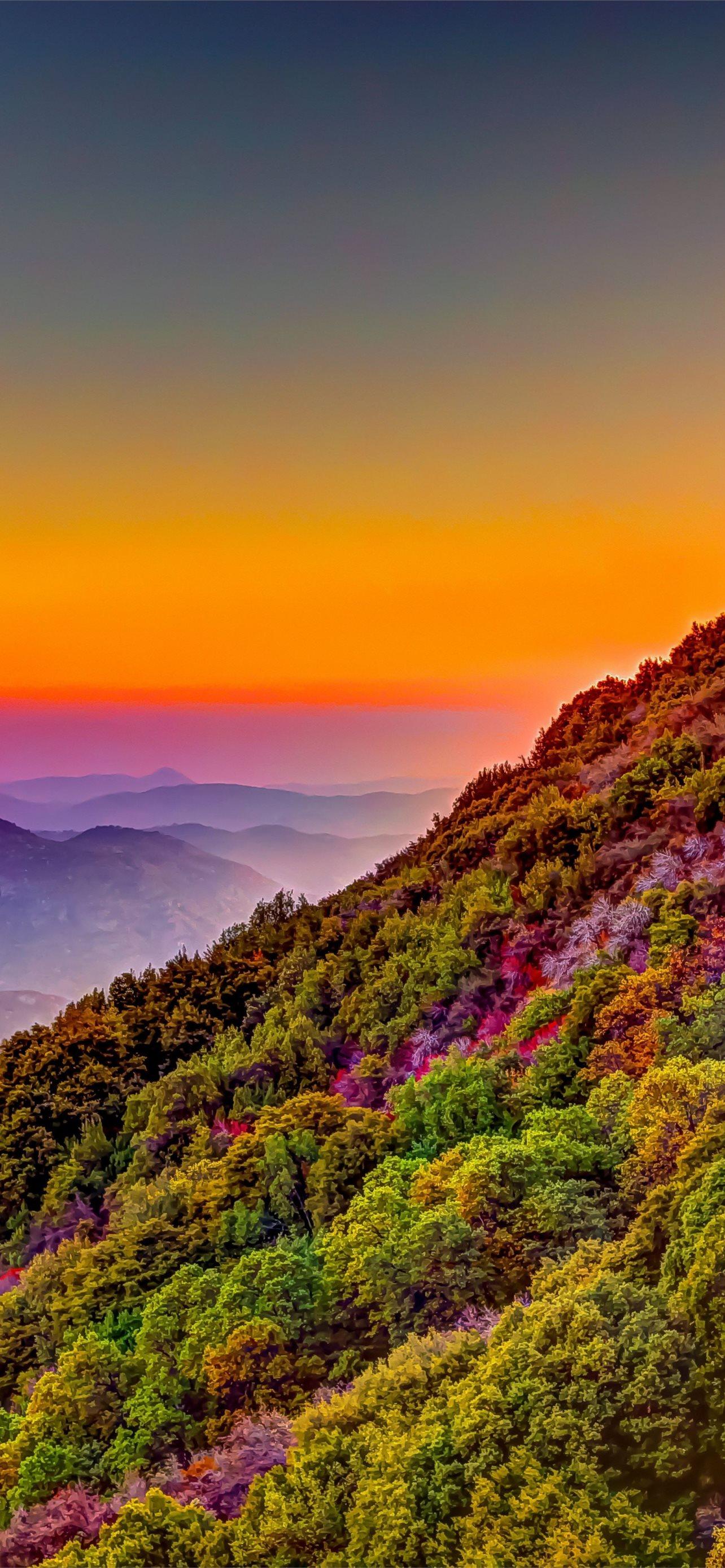 1284x2778 sequoia national park iPhone Wallpaper Free Download