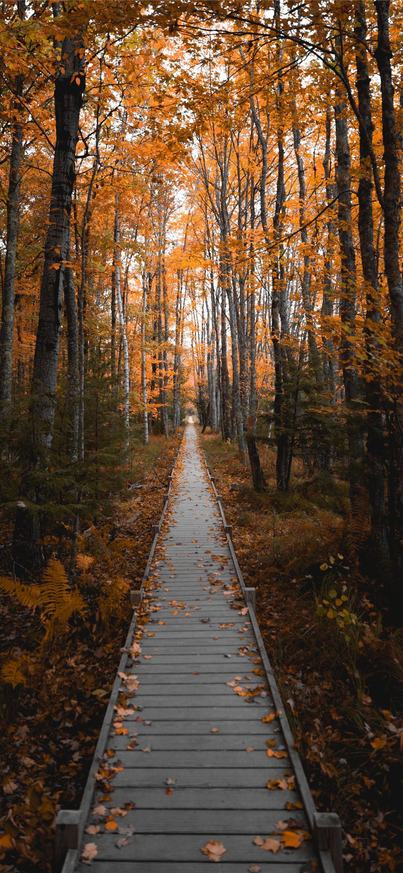 1284x2778 Stunning Fall Photo from Acadia National Park iPhone Wallpaper Free Download