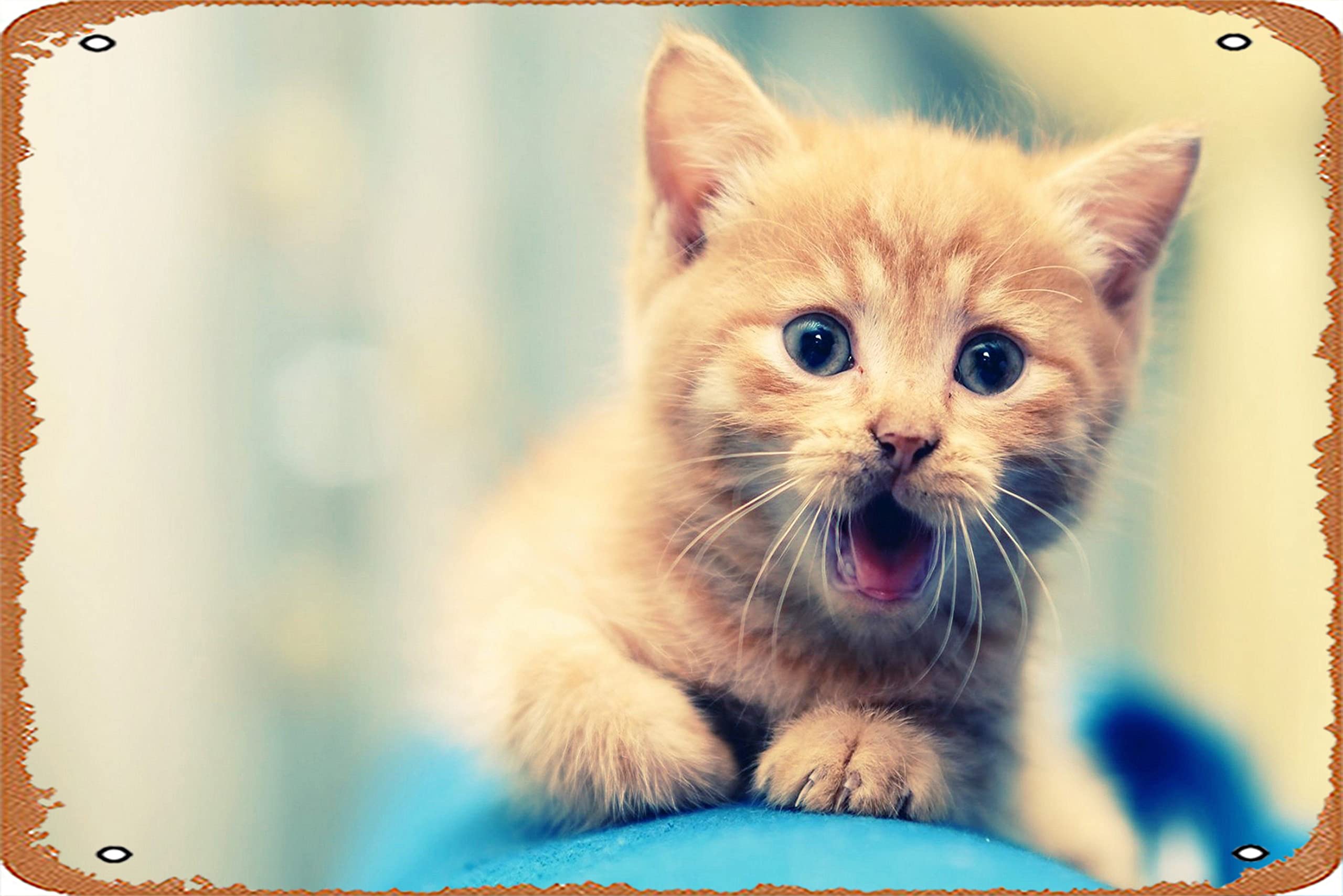 2560x1707 Cute Cat HD Animals, 4k Wallpaper, Image, Background, Photo and Picture Vintage Funny Garage Man Cave Metal Sign 8 x 12 inches : Home & Kitchen