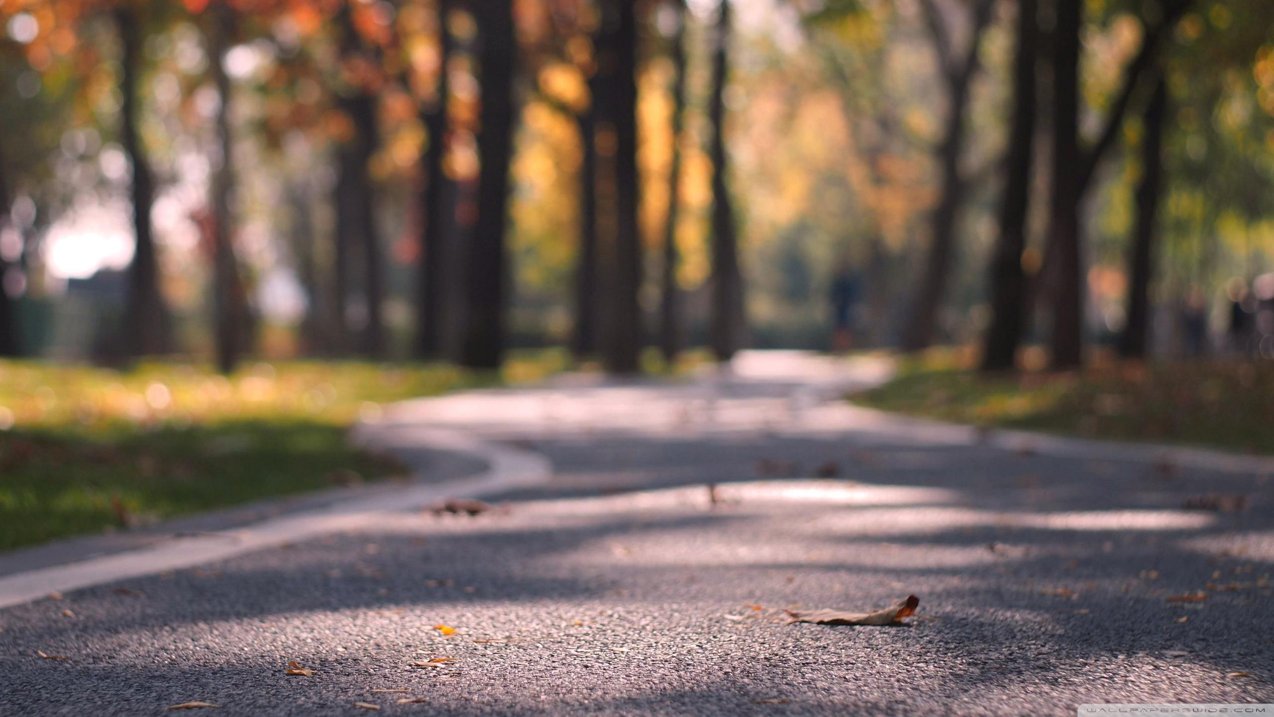 2560x1440 Cozy Autumn Ultra HD Desktop Background Wallpaper for 4K UHD TV : Tablet