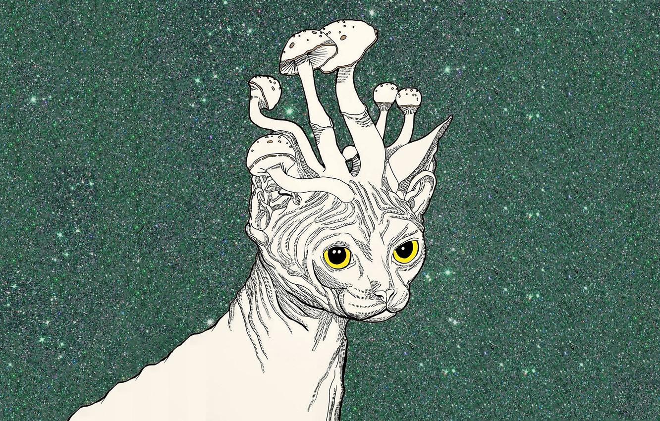 1332x850 Wallpaper cat, mushrooms, art, Sphinx, psychedelic image for desktop, section стиль