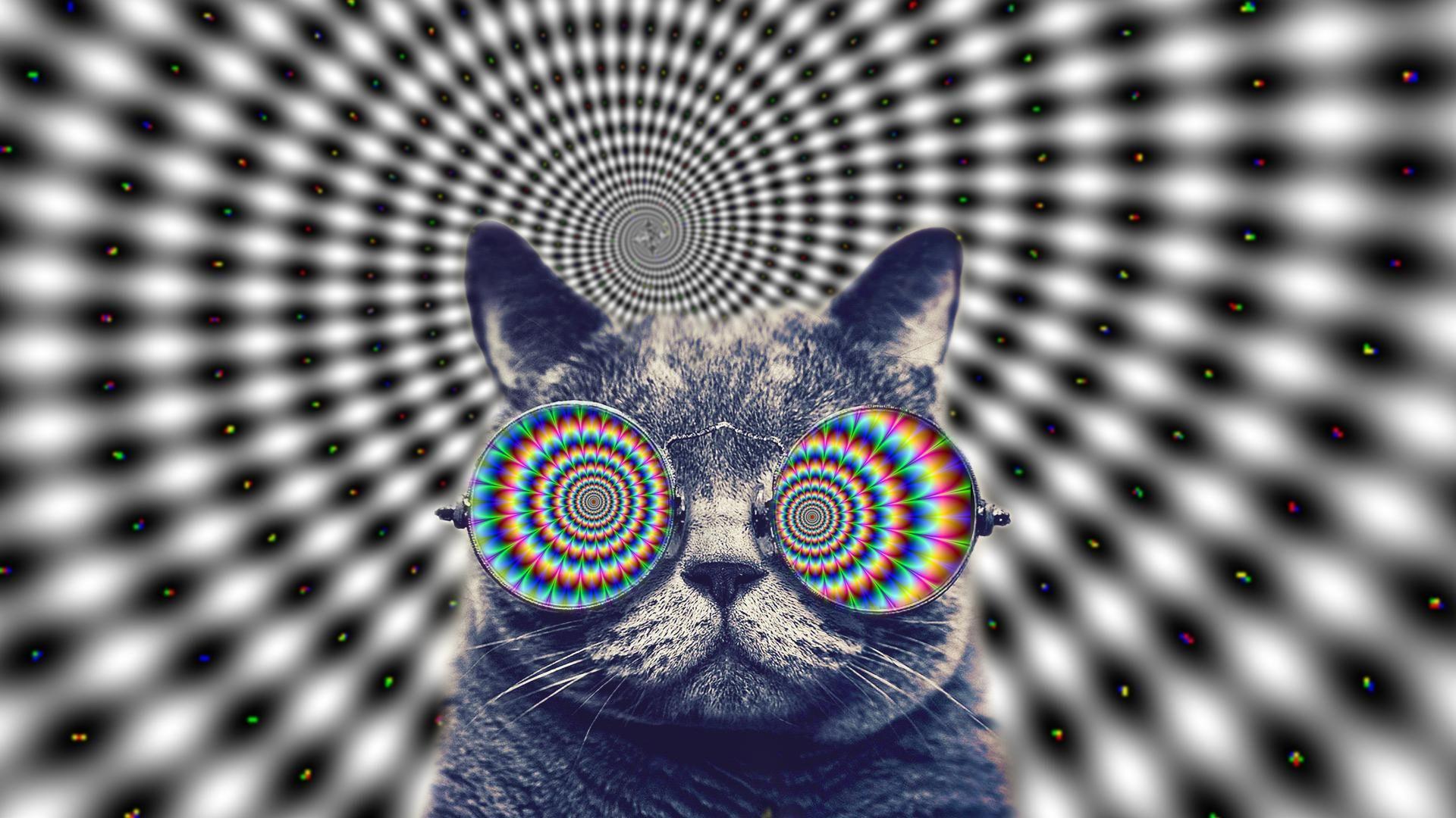 1920x1080 Psychedelic cat [1920 x 1080]. Trippy cat, Cats, Psychological thriller movies