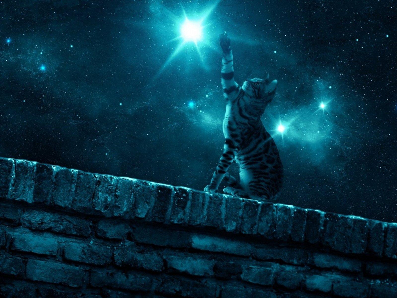 1600x1200 cat, Cats, Feline, Space, Stars, Dream, Psychedelic Wallpaper HD / Desktop and Mobile Background