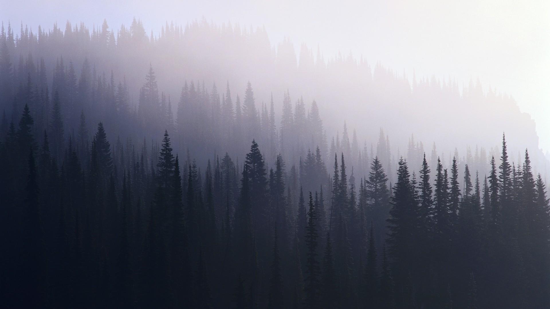 1920x1080 Forest Mist 1366x768 Resolution HD 4k Wallpaper, Image, Background, Photo and Picture