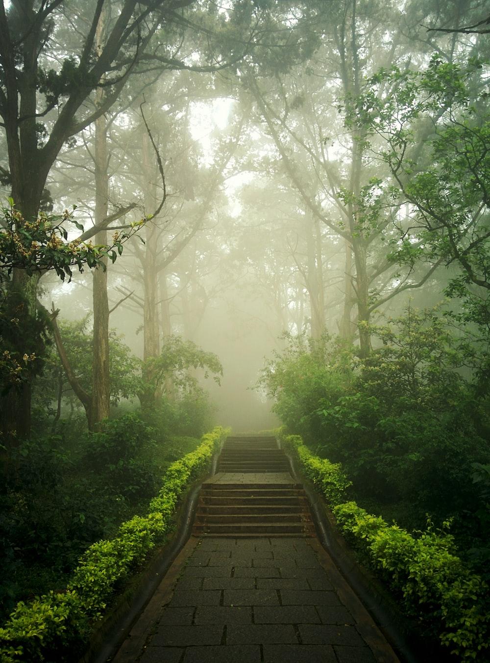 1000x1351 Mist Picture [HD]. Download Free Image