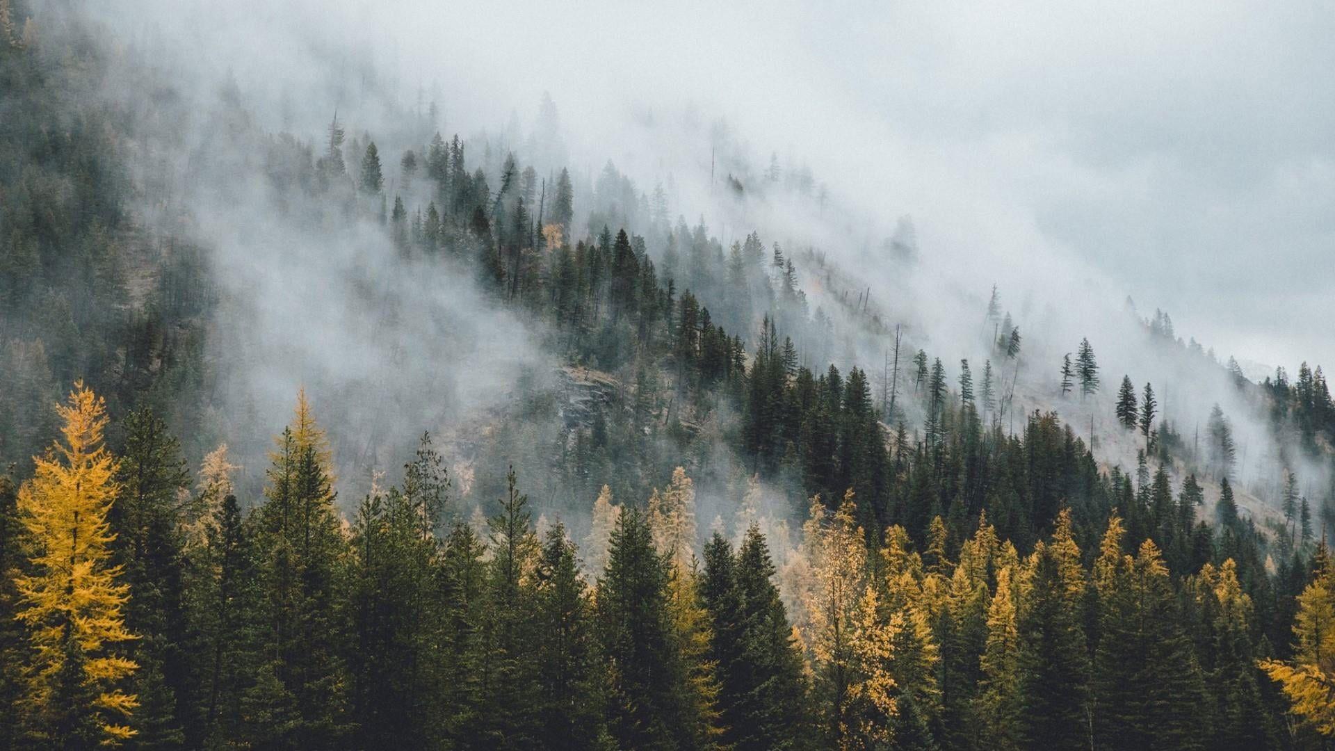1920x1080 Wilderness wallpaper, nature, tree, fog, woody plant, mountain, mist. Forest wallpaper, Landscape, HD nature wallpaper