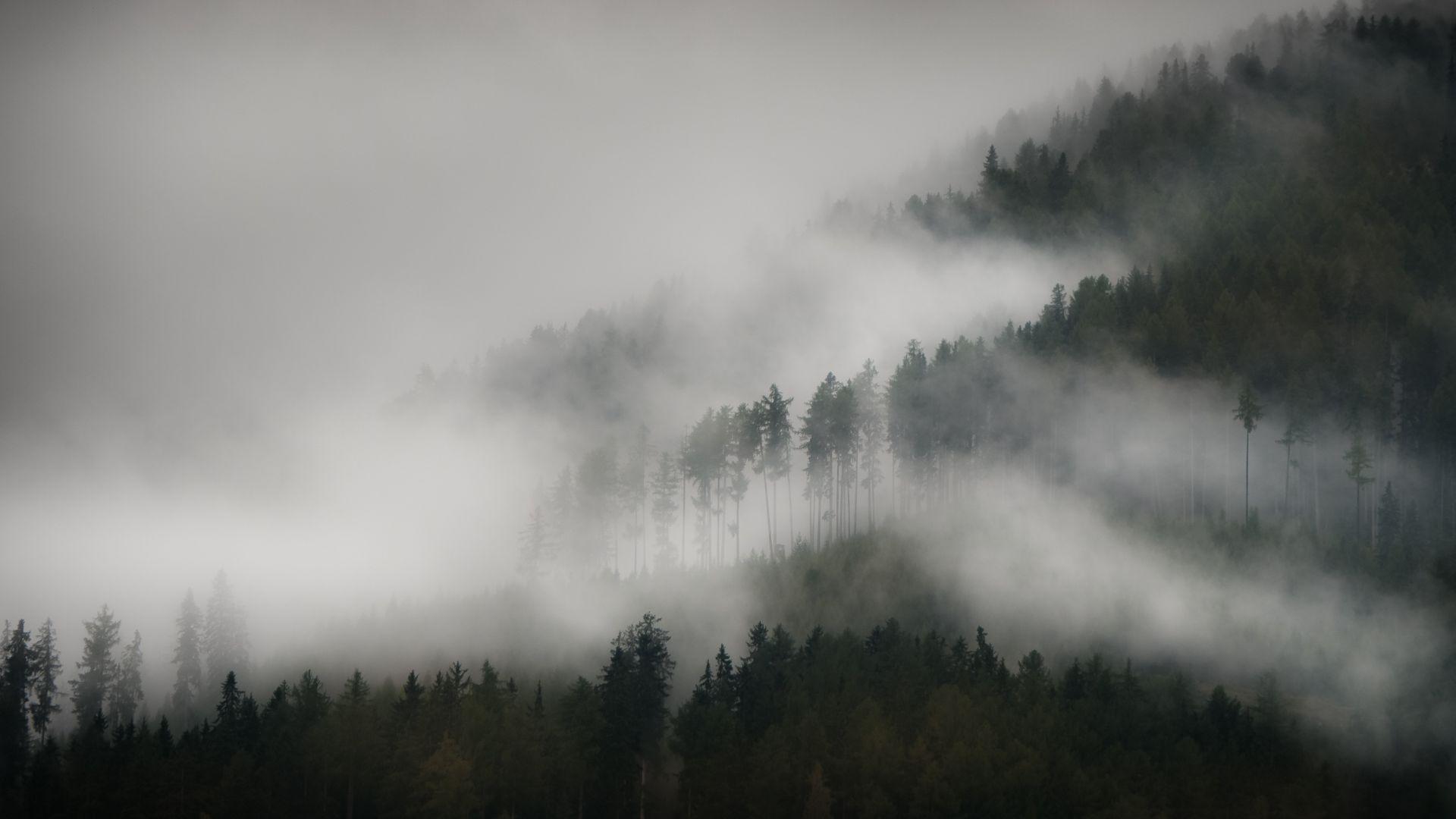 1920x1080 Desktop Wallpaper Mist, Fog, Forest, Tree, Nature, HD Image, Picture, Background, Ujzisw