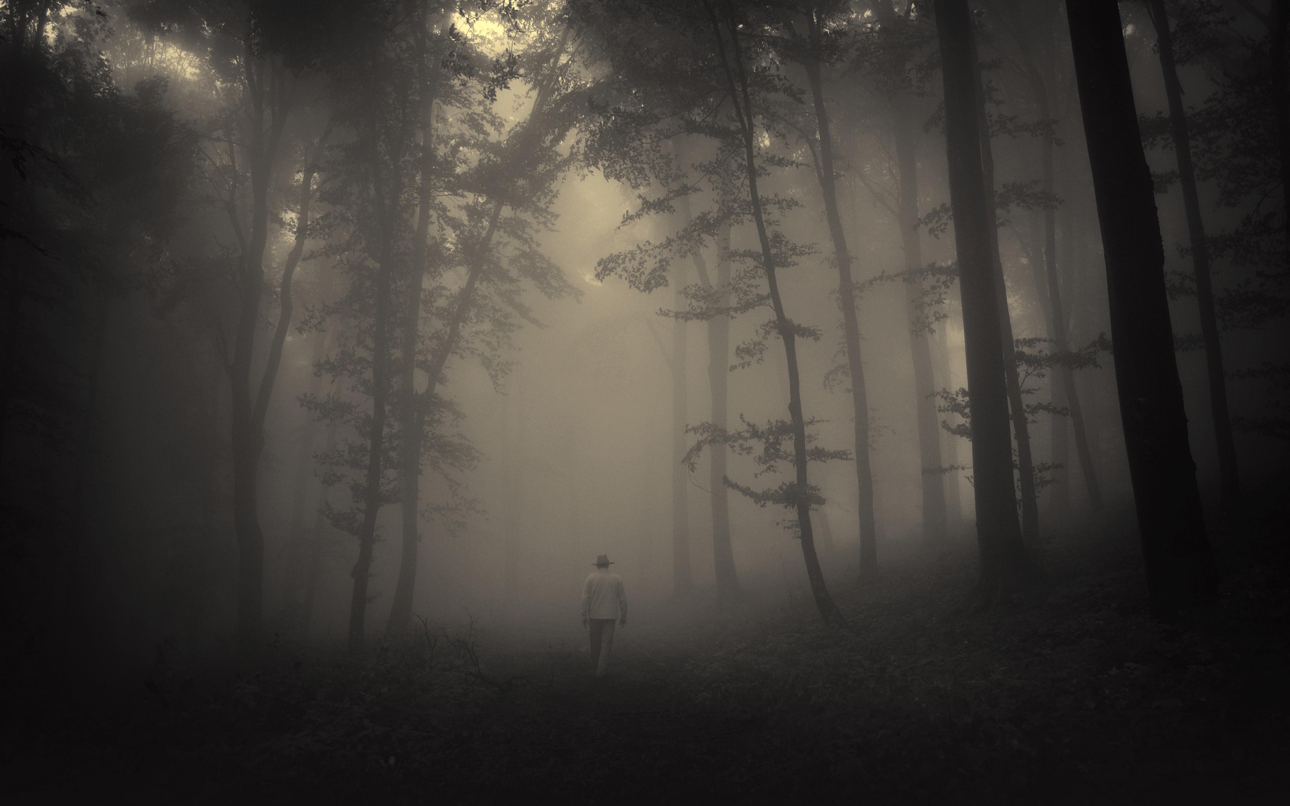 4320x2700 forest, Spooky, Mist Wallpaper HD / Desktop and Mobile Background