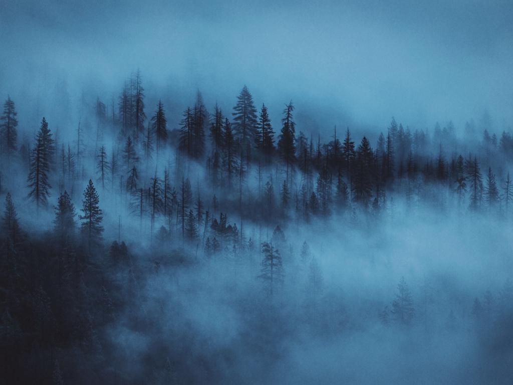 1024x768 Wallpaper dark, mist, trees, forest desktop wallpaper, HD image, picture, background, bc0ca0