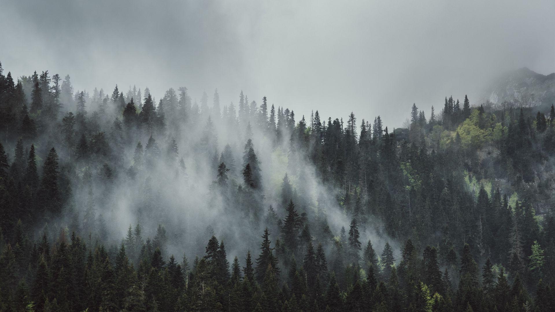 1920x1080 Download wallpaper 1920x1080 forest, fog, trees, mountains, crowns, tops full hd, hdtv, fhd, 1080p HD background