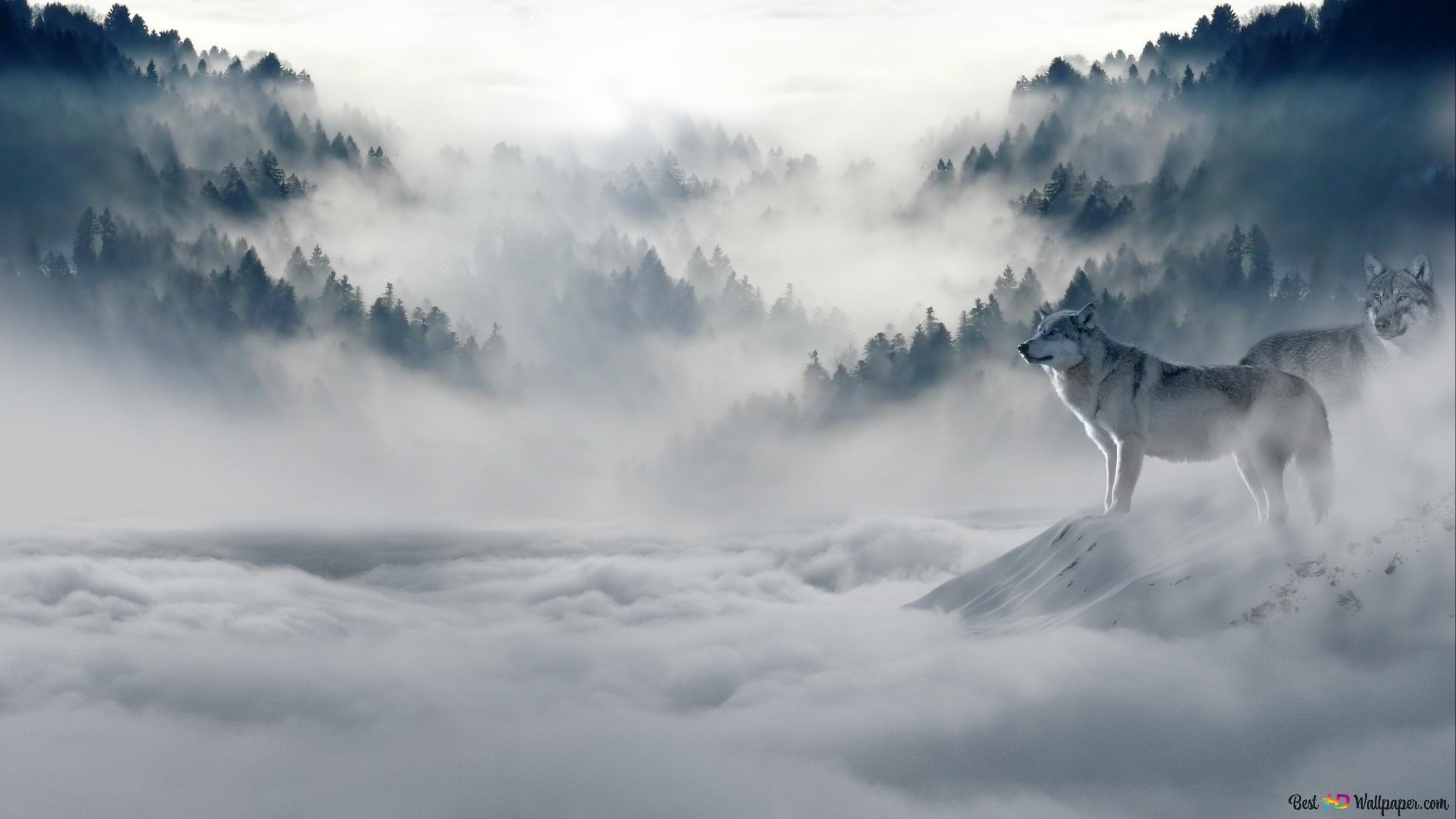 2400x1350 wild wolf in the mist 4K wallpaper download