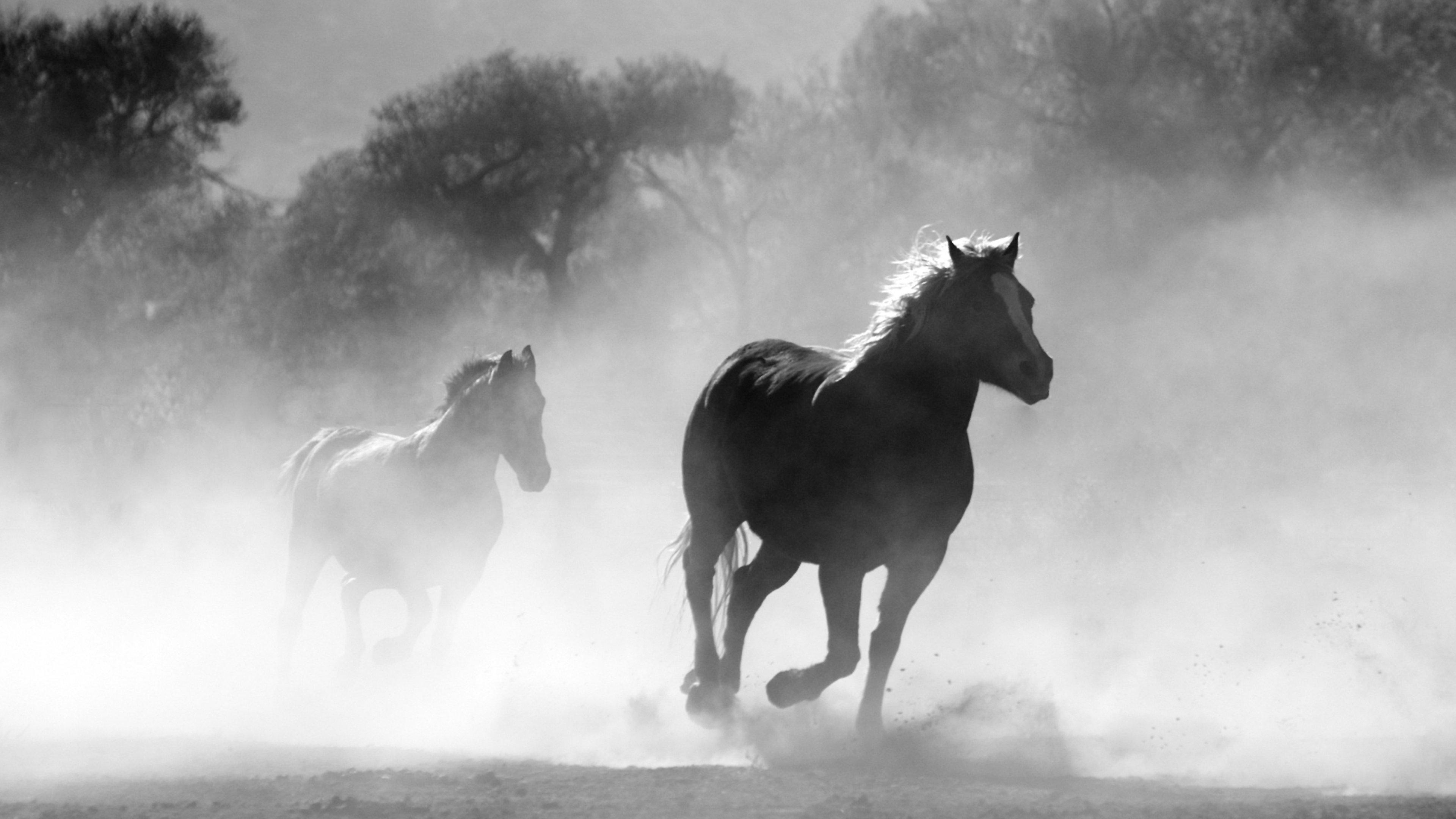 3840x2160 Horses in the Mist Wallpaper, Android & Desktop Background