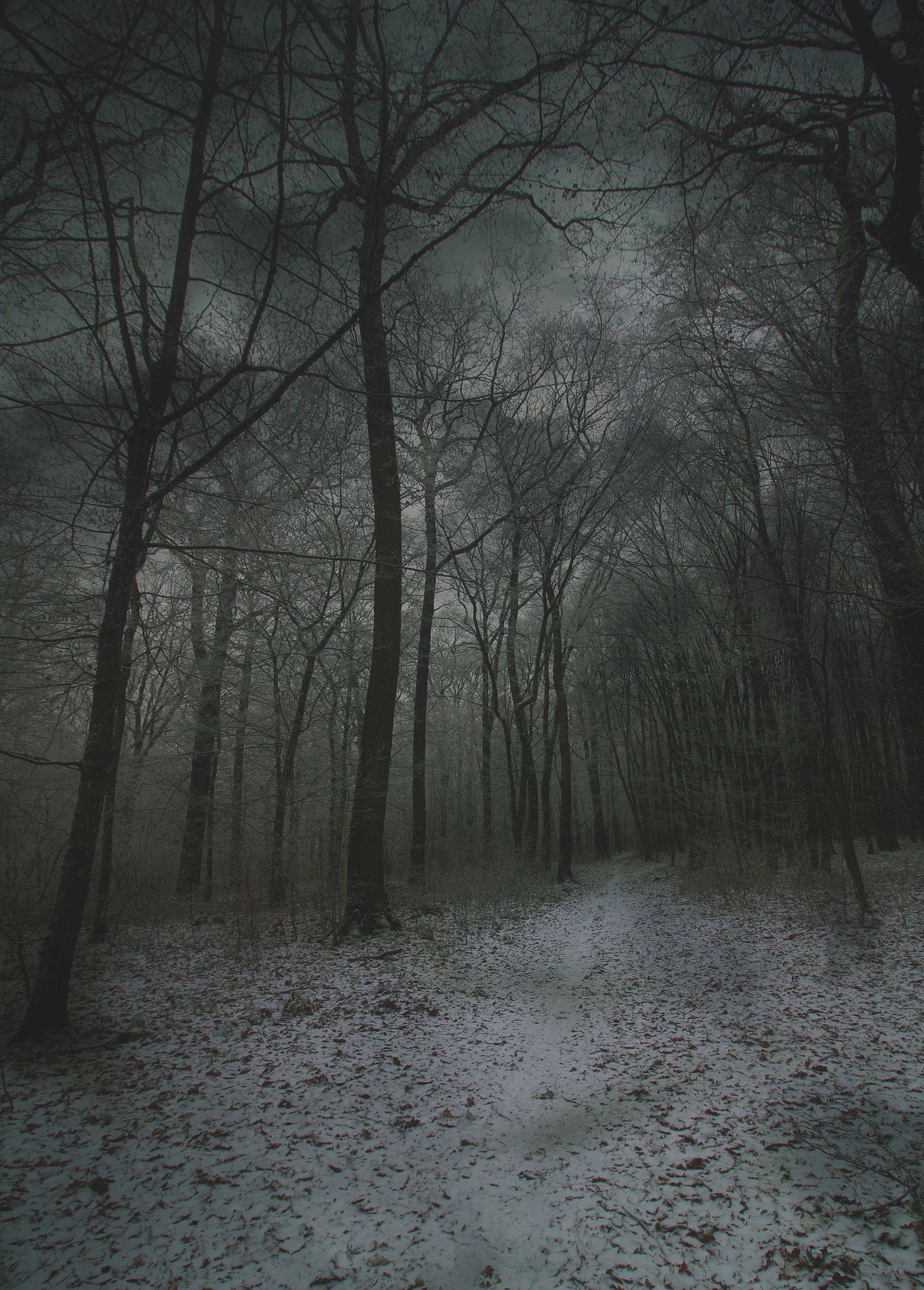 3129x4365 Download Fog wallpaper for mobile phone, free Fog HD picture