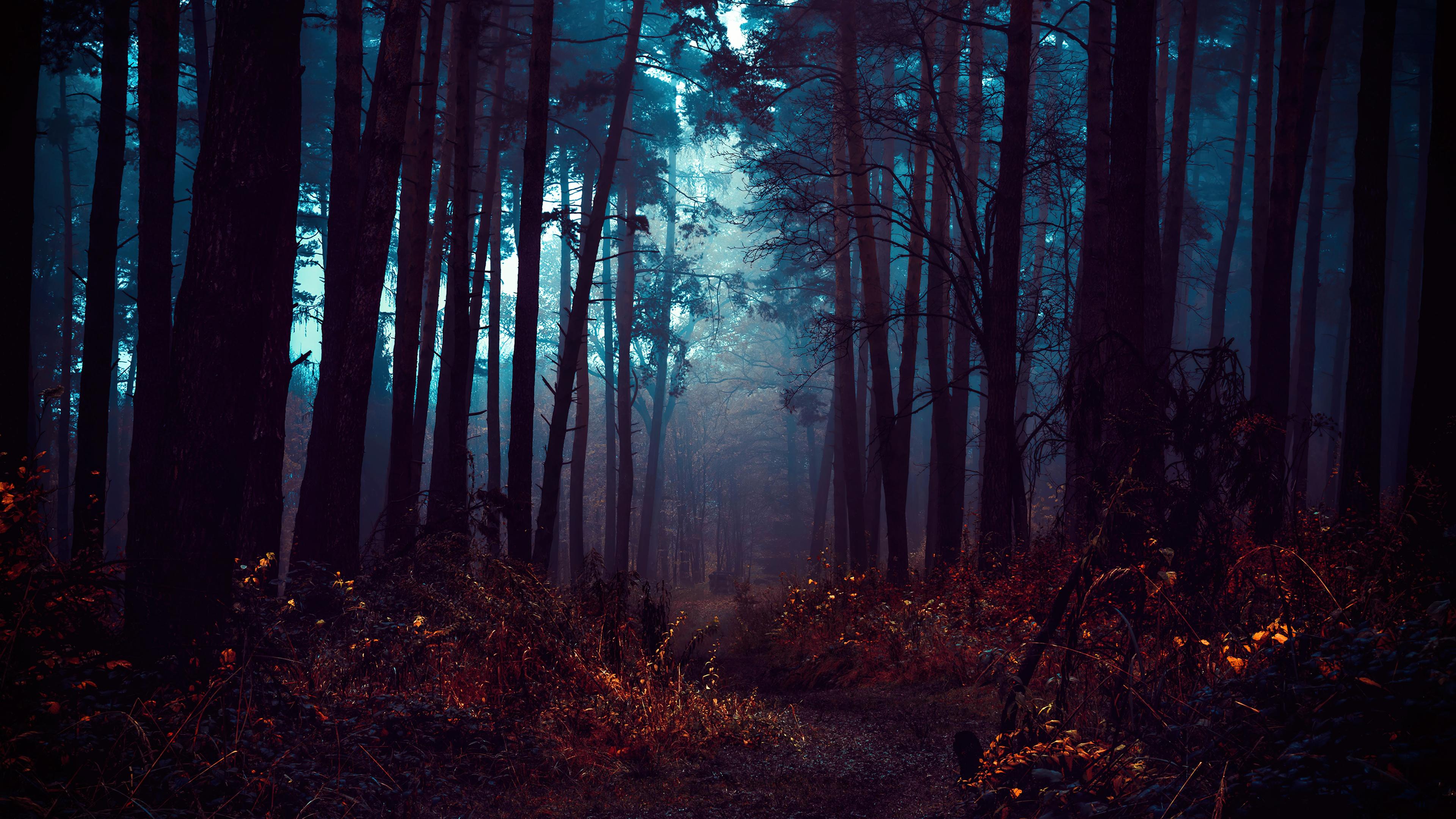 3840x2160 Forest Wallpaper 4K, Fog, Morning, Dark, Path, Autumn
