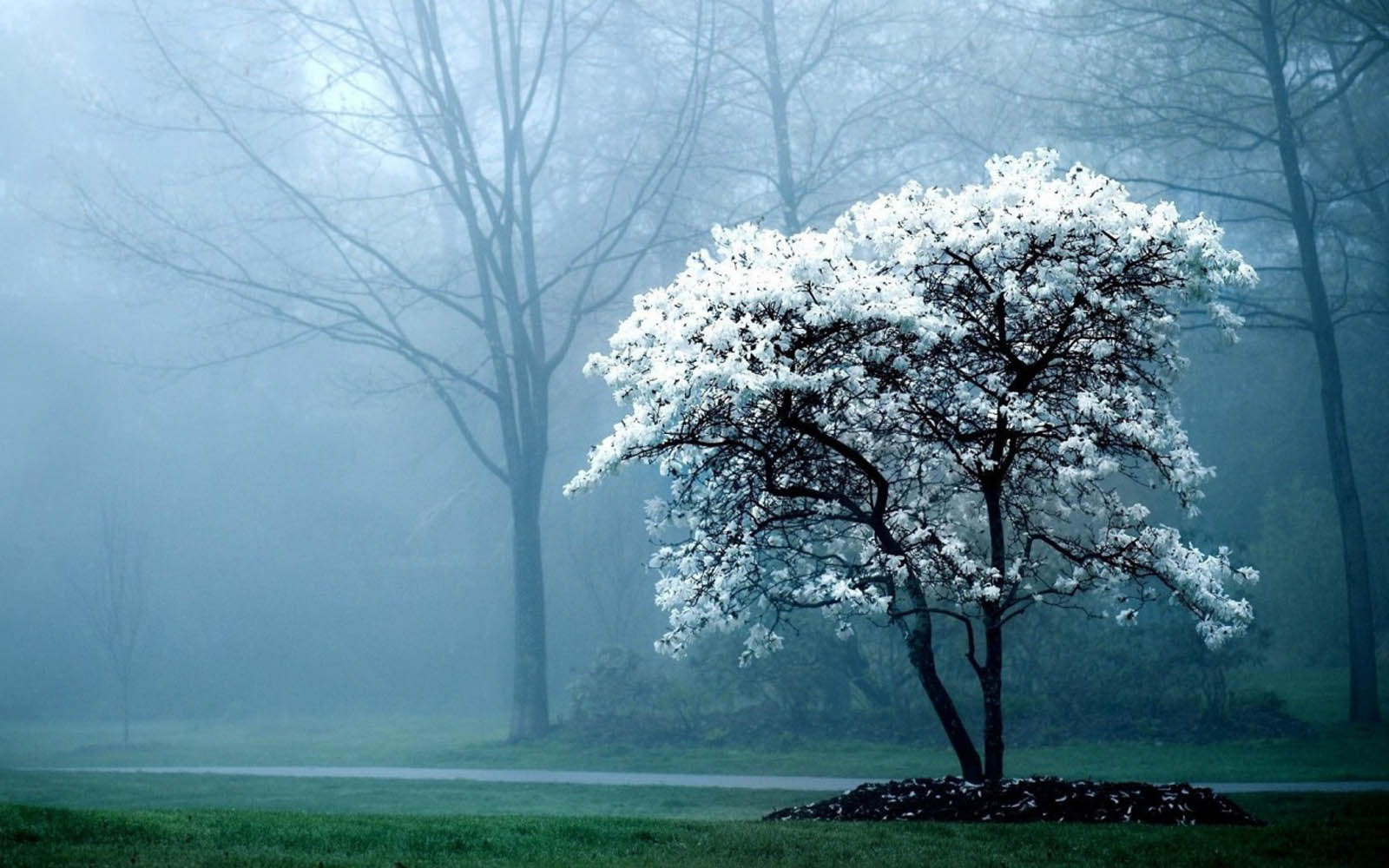 1600x1000 Fog Wallpaper