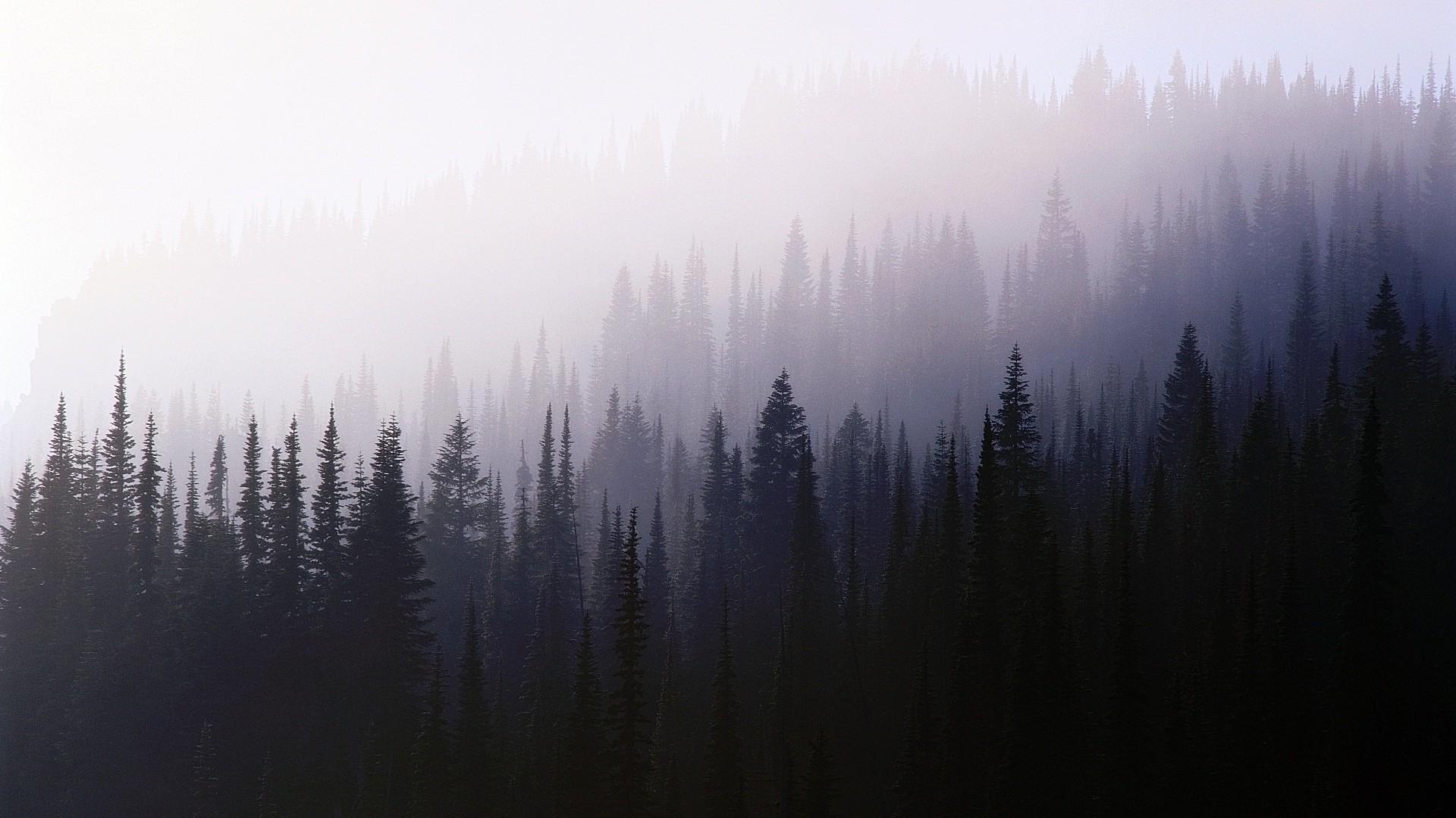 1920x1080 forest, Trees, Nature, Mist Wallpaper HD / Desktop and Mobile Background